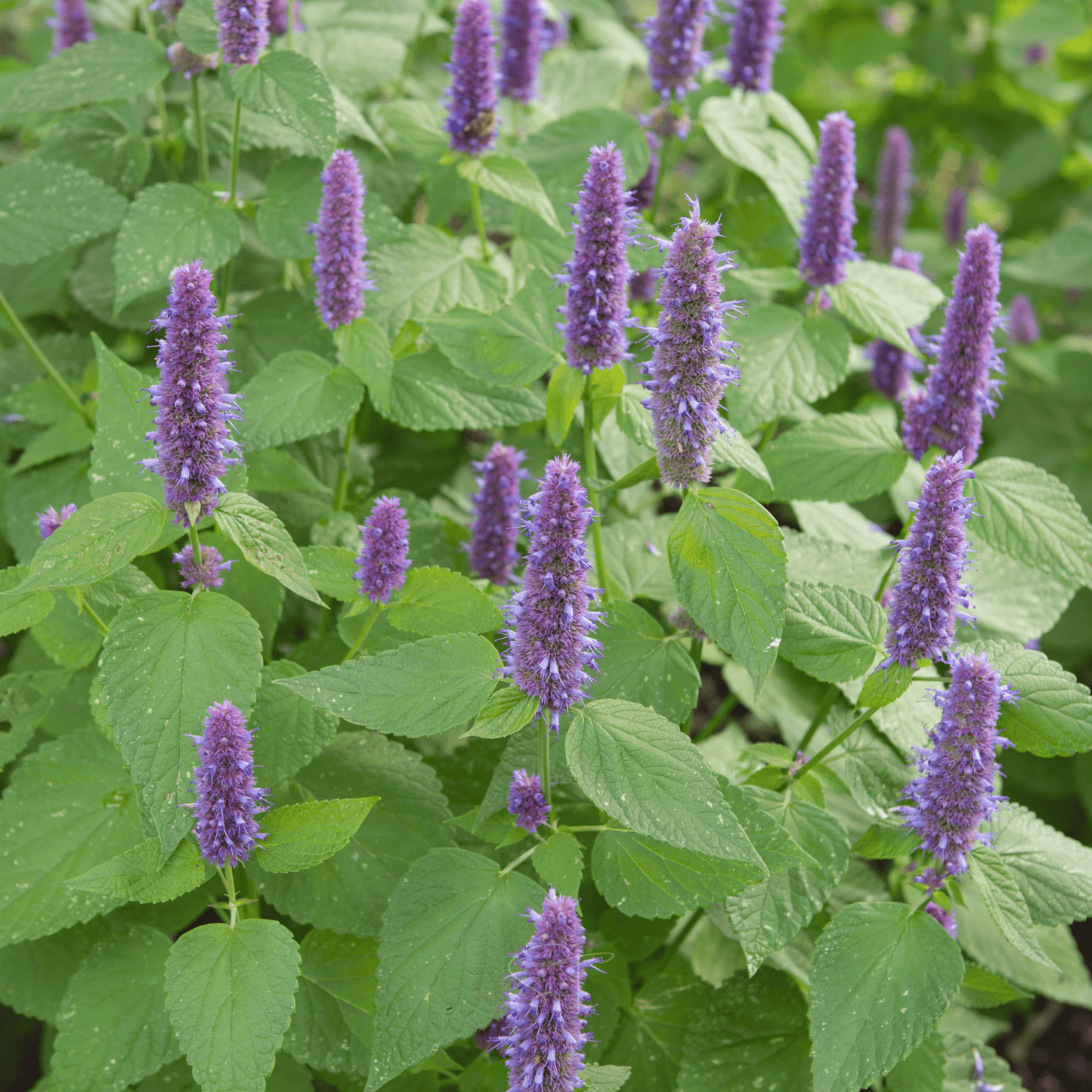Anise Hyssop ā 200 Seeds