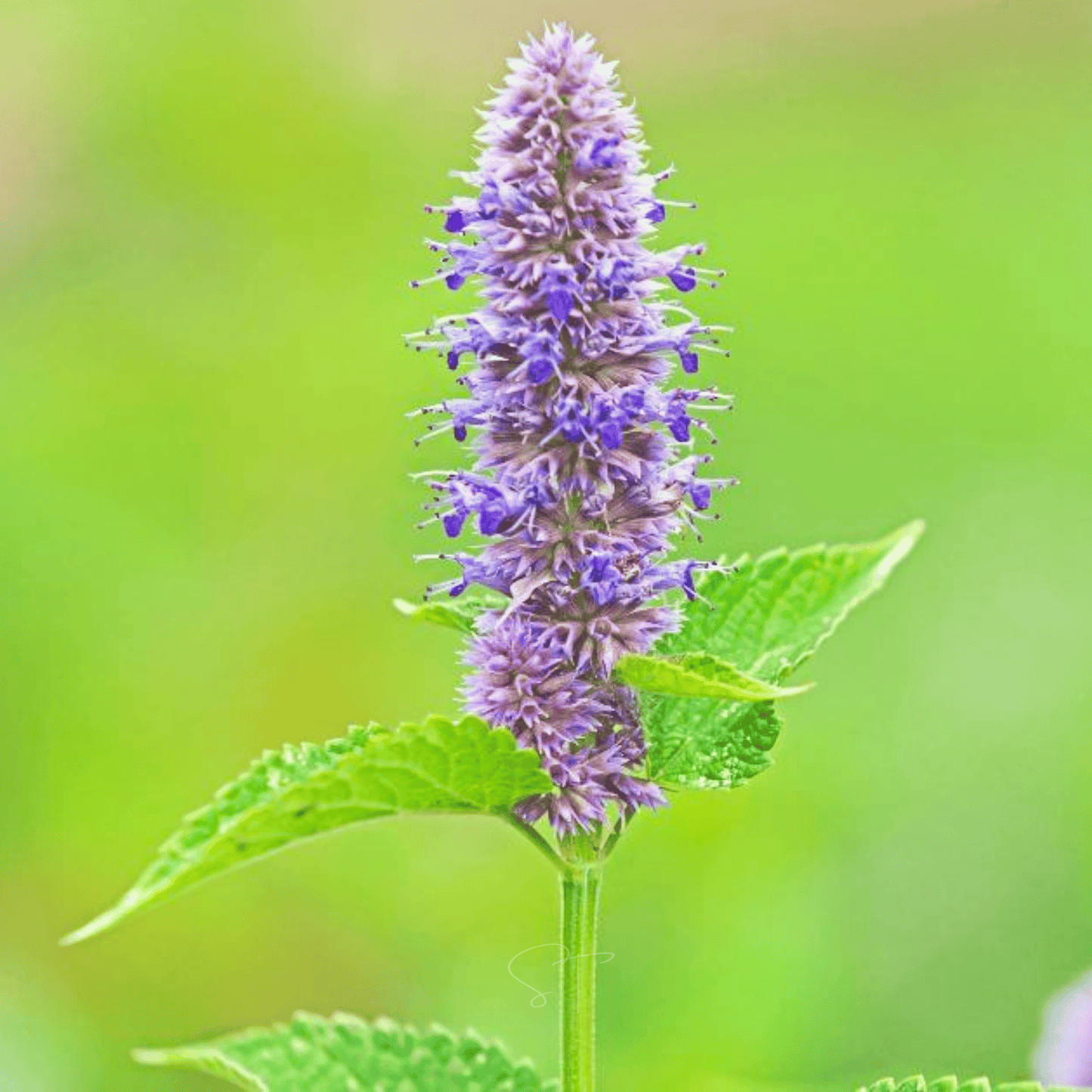 Anise Hyssop ā 200 Seeds