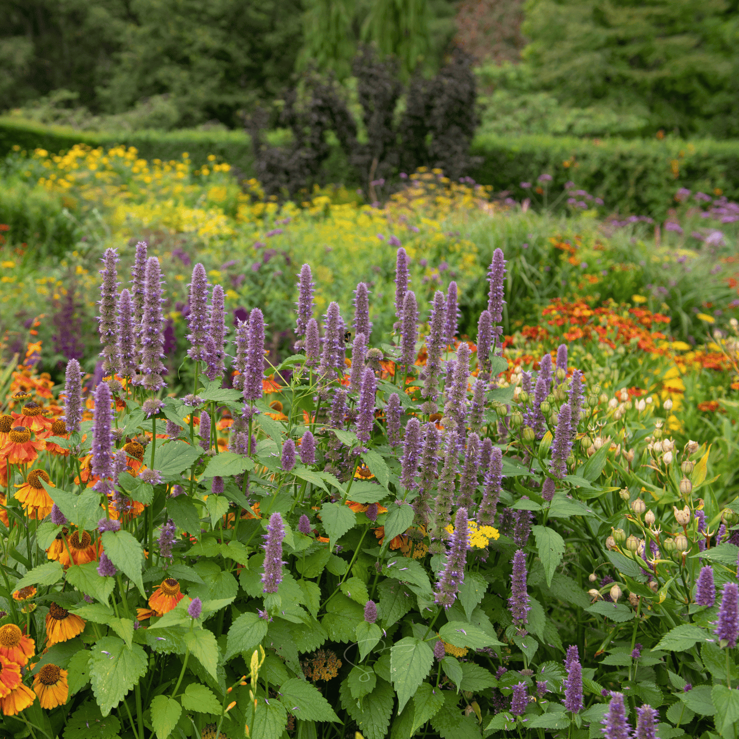 Anise Hyssop ā 200 Seeds