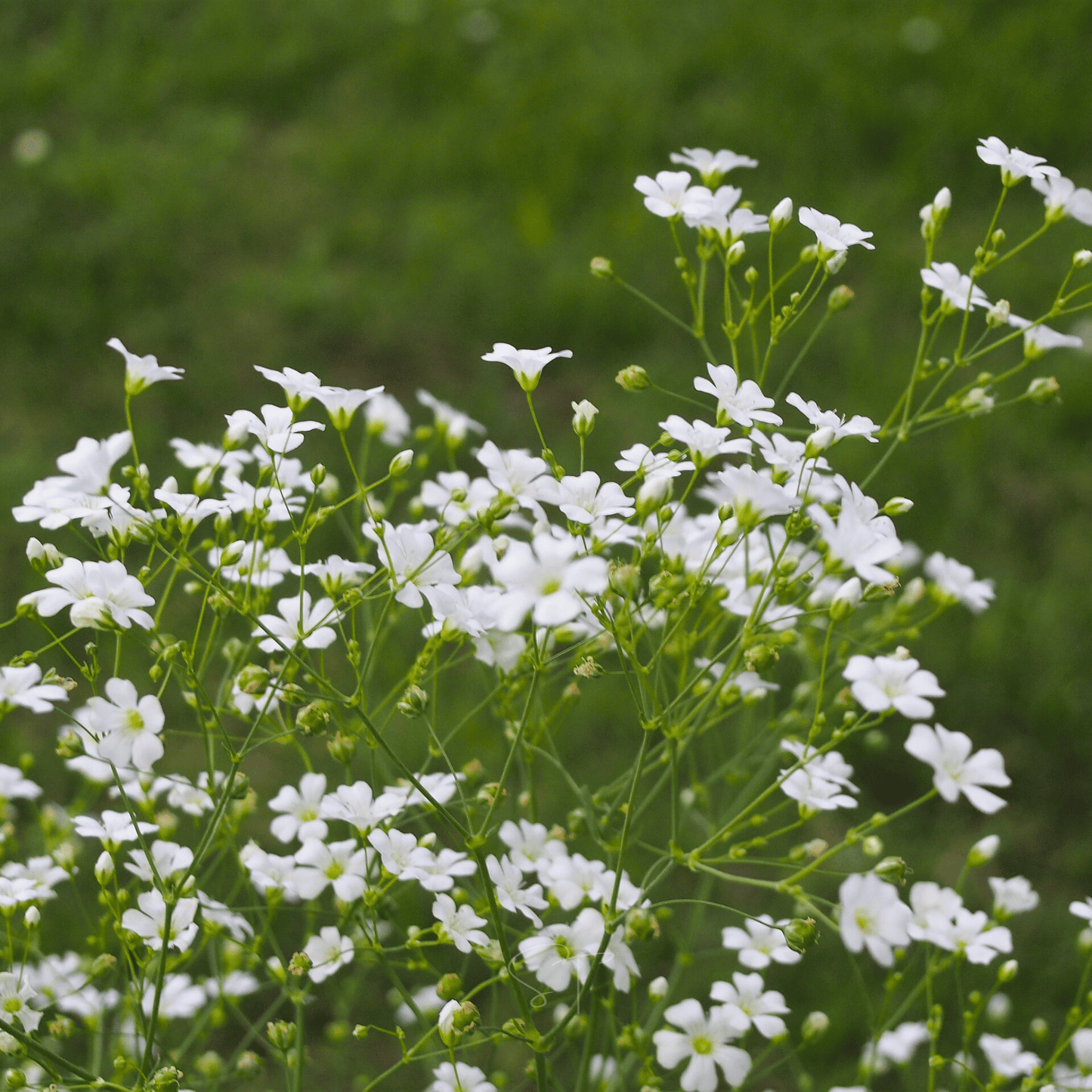 Annual Baby’s Breath (Covenant Garden) – 500 Seeds