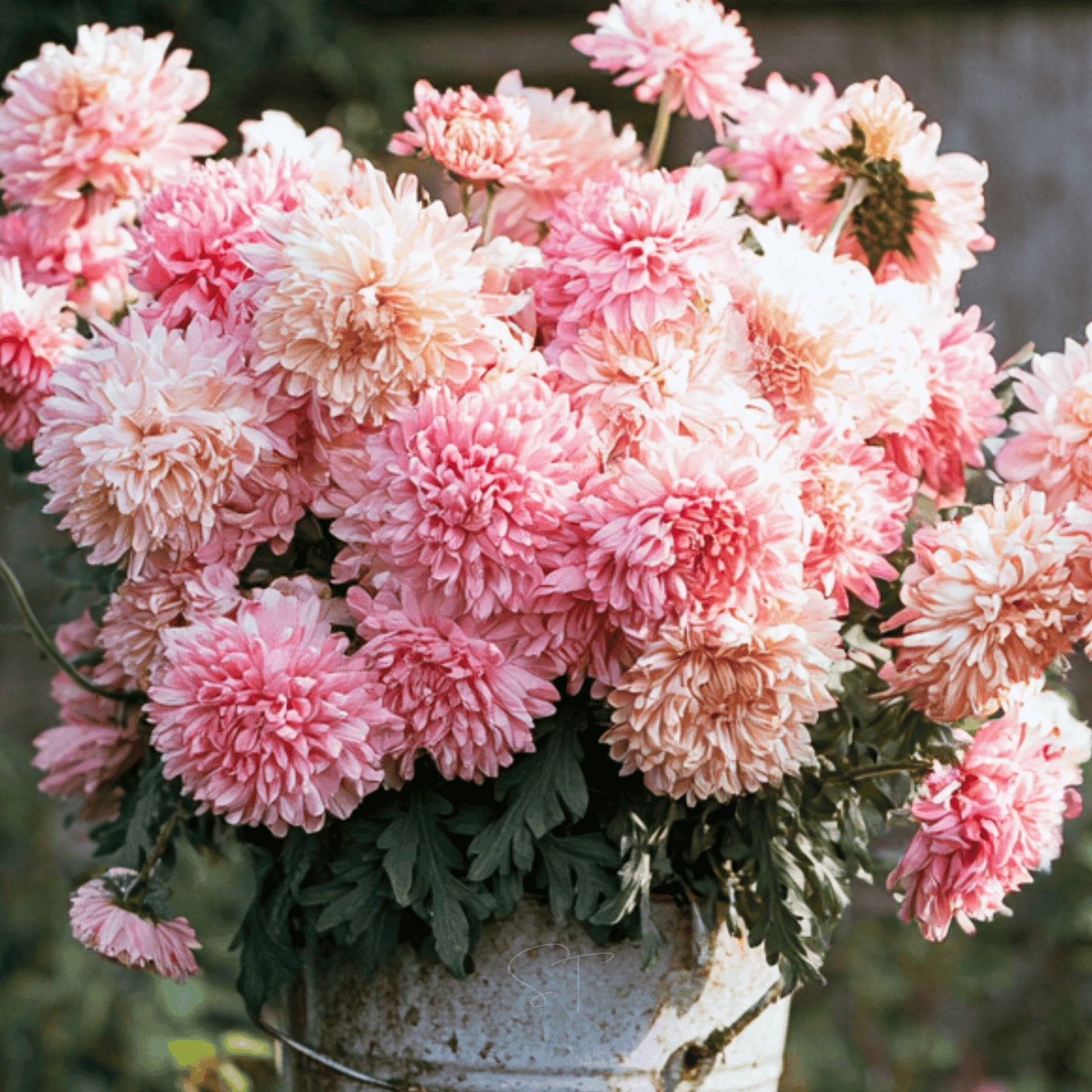 Apricot Paeony Duchess Aster ā 50 Seeds