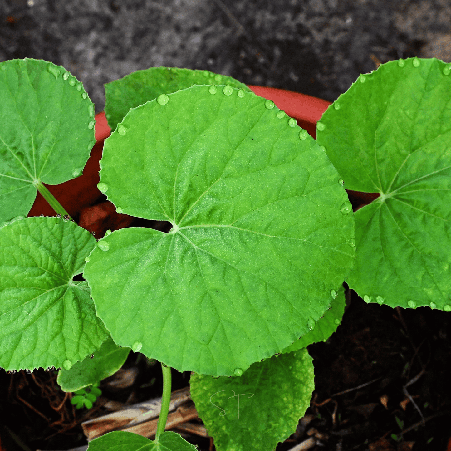 Armenian Yard-Long Cucumber ā 30 Seeds