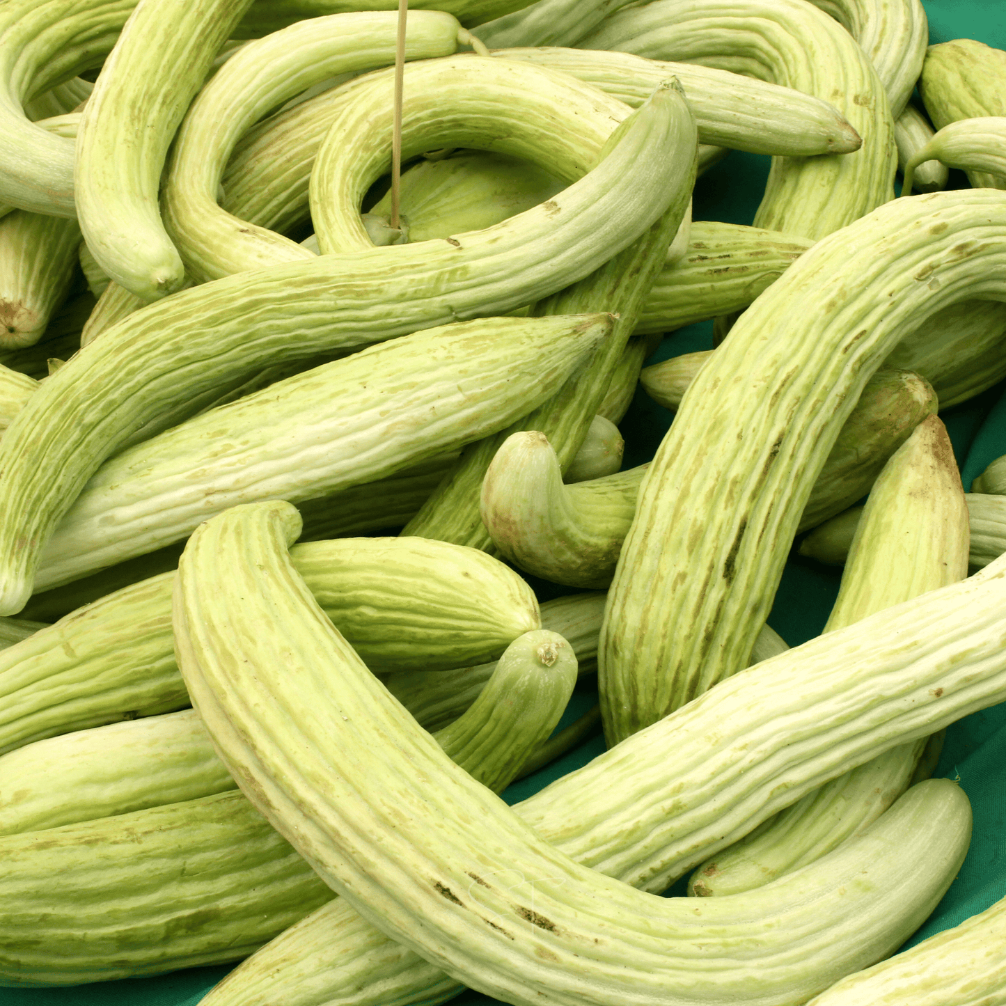 Armenian Yard-Long Cucumber ā 30 Seeds