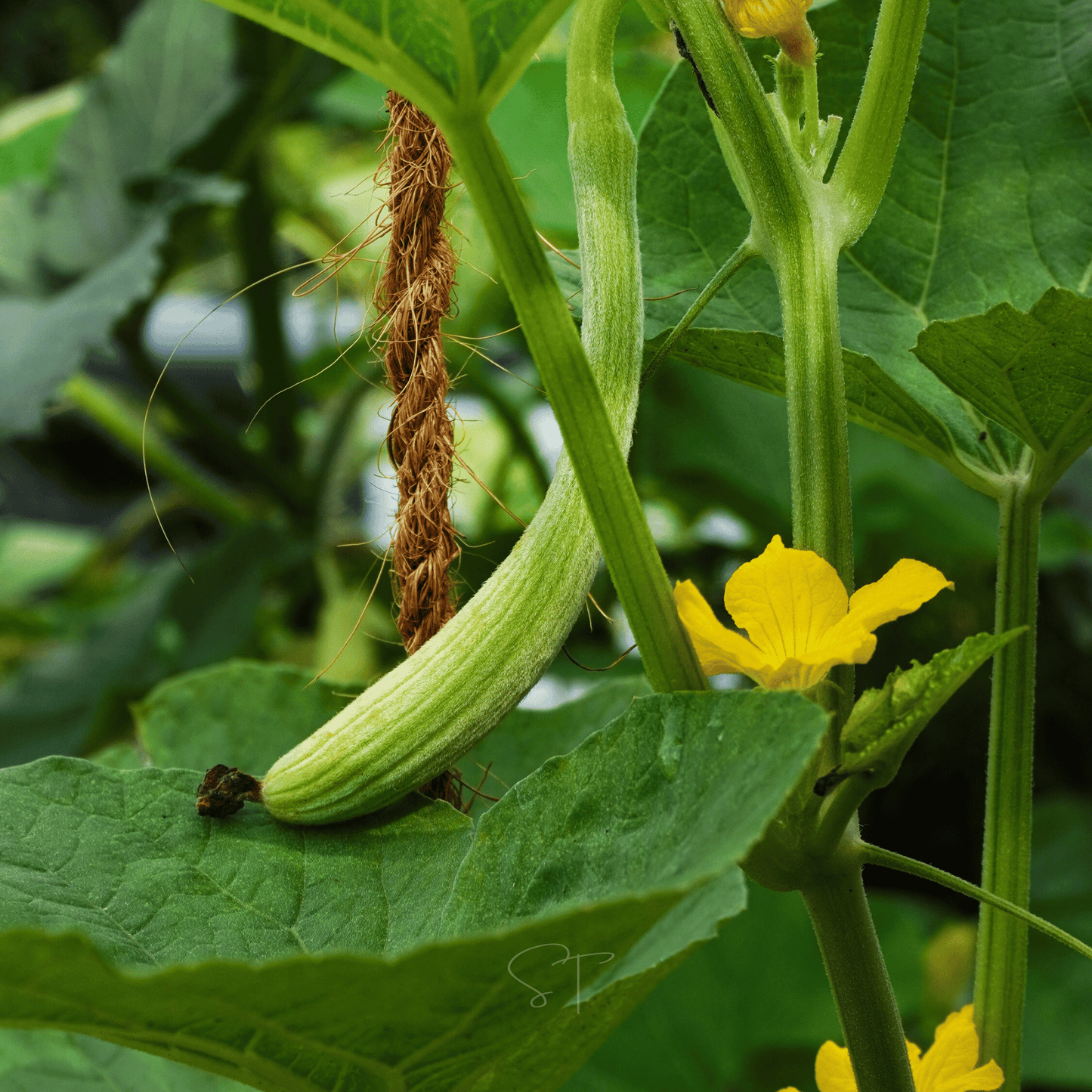 Armenian Yard-Long Cucumber ā 30 Seeds