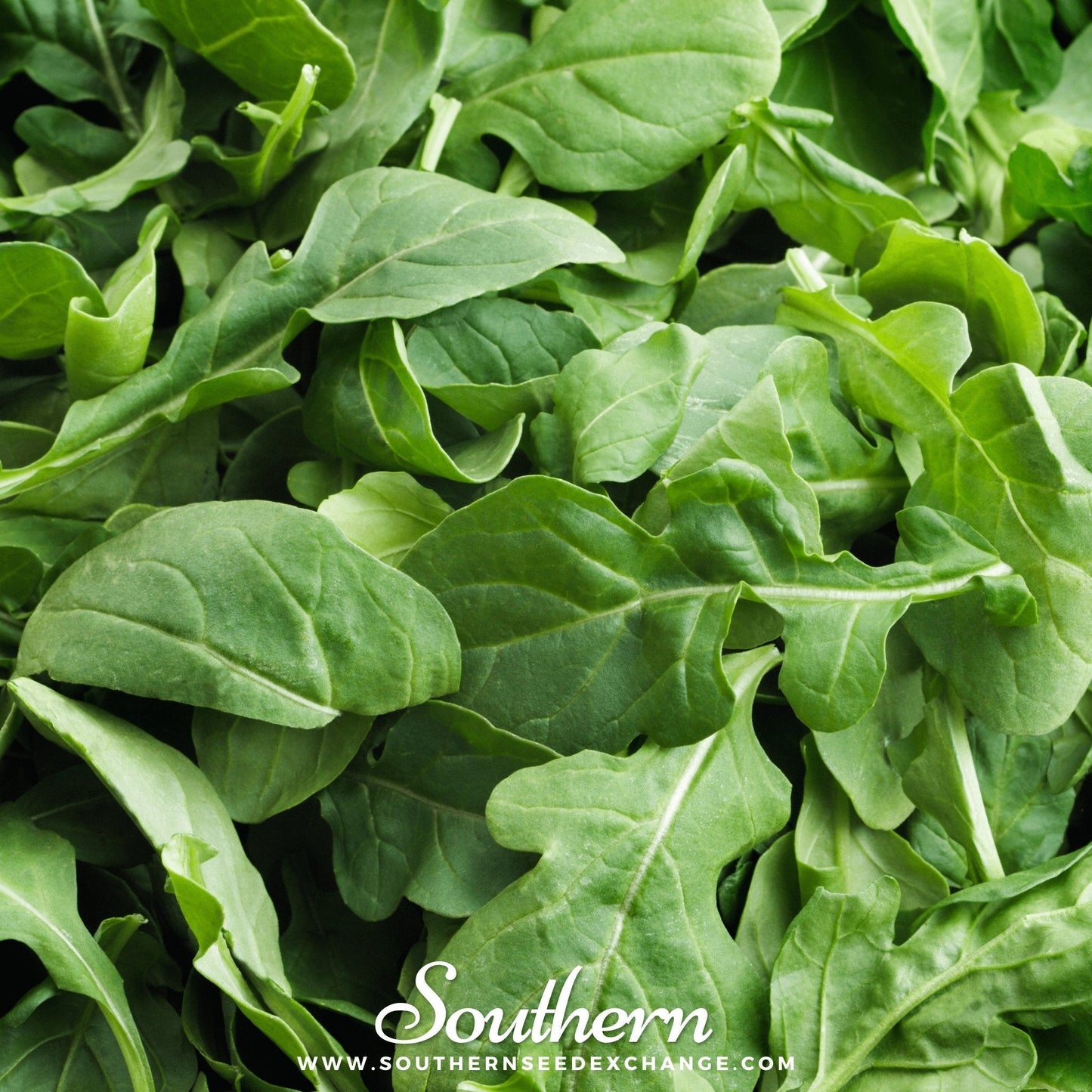 Roquette Arugula ā 200 Seeds