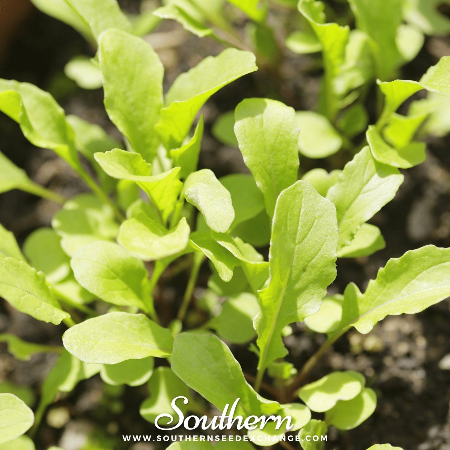 Roquette Arugula ā 200 Seeds
