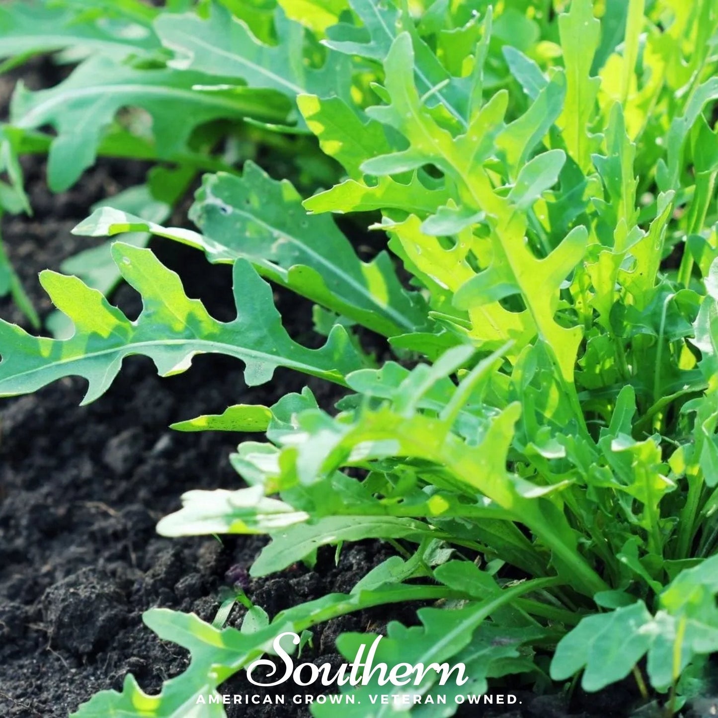 Wild Arugula ā 500 Seeds