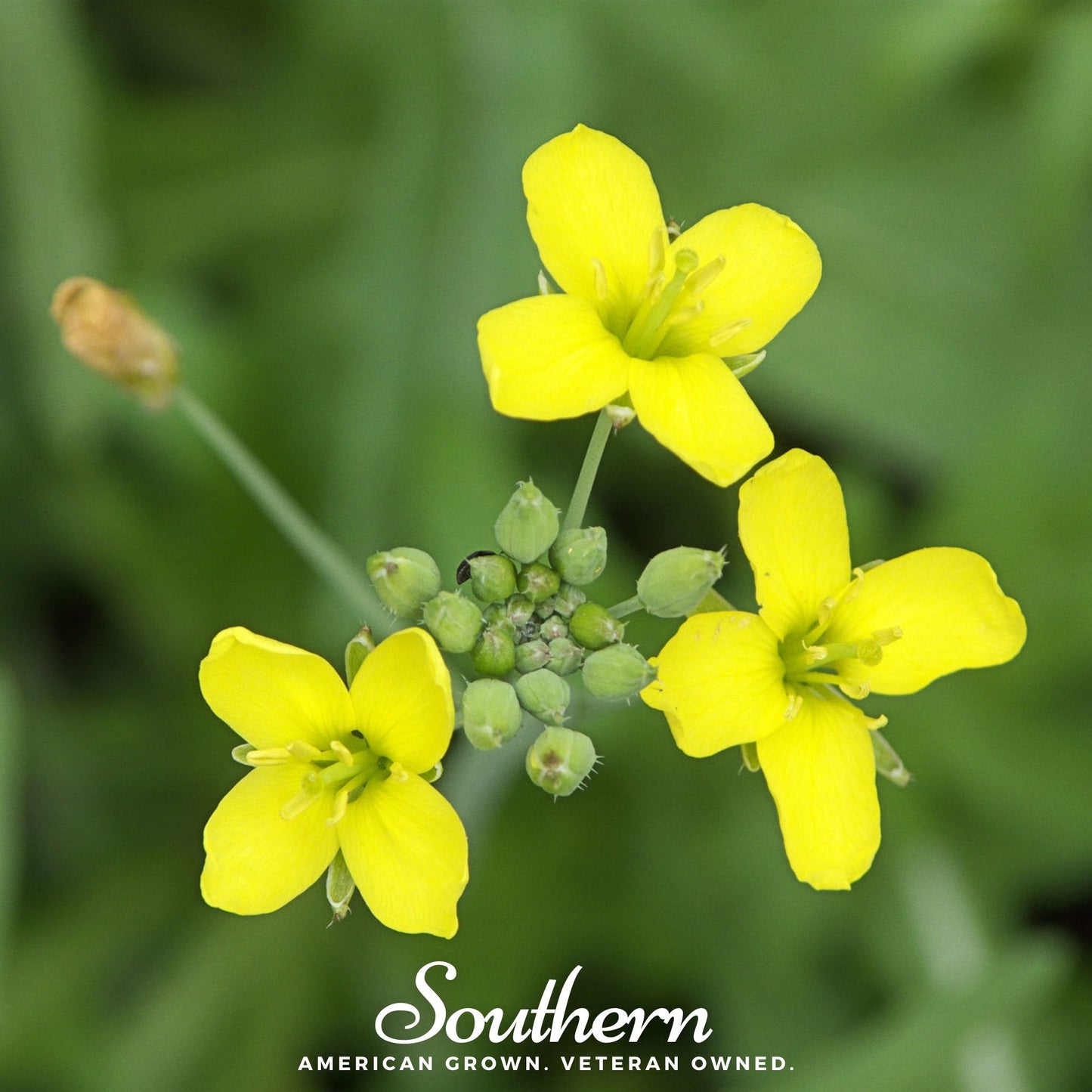 Wild Arugula ā 500 Seeds