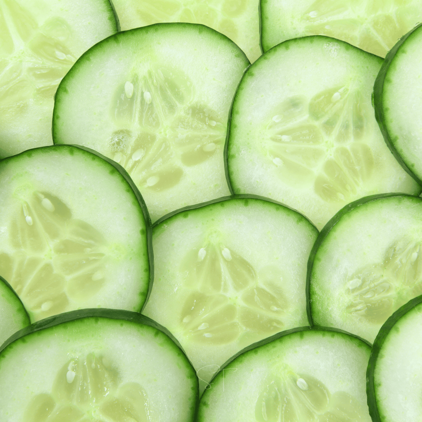 Ashley Cucumber ā 30 Seeds
