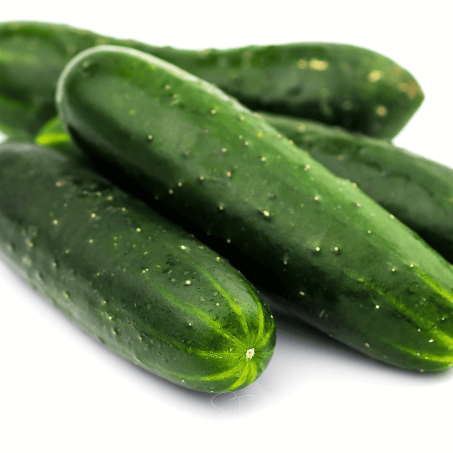 Ashley Cucumber ā 30 Seeds