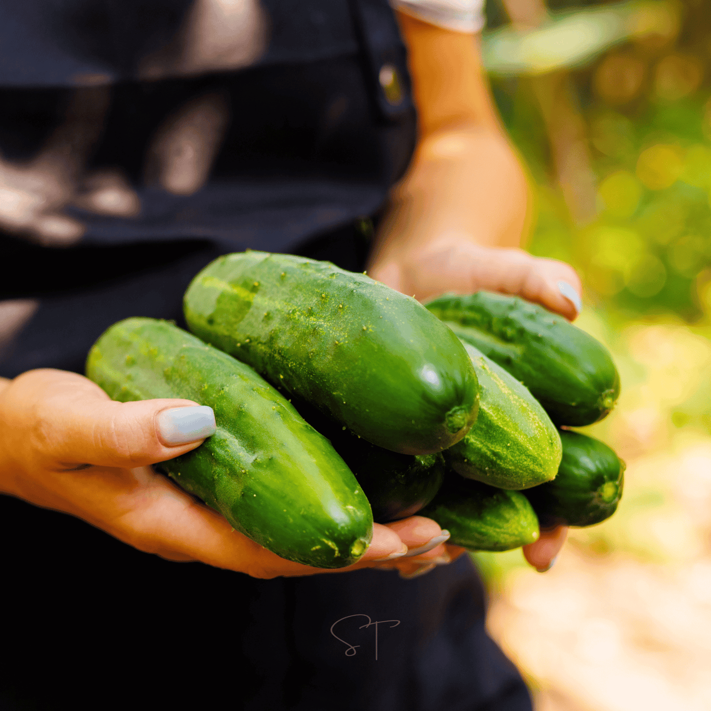 Ashley Cucumber ā 30 Seeds