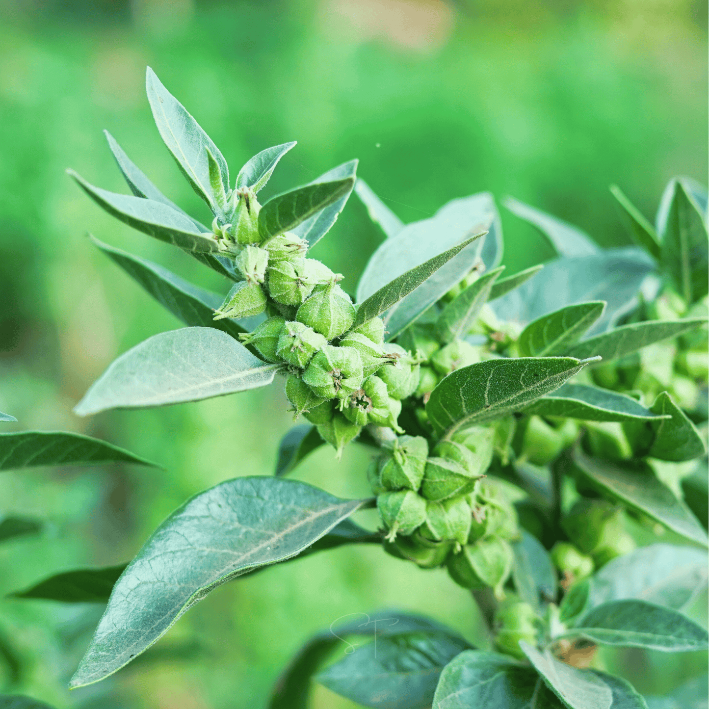 Ashwagandha (Indian Ginseng) ā 30 Seeds