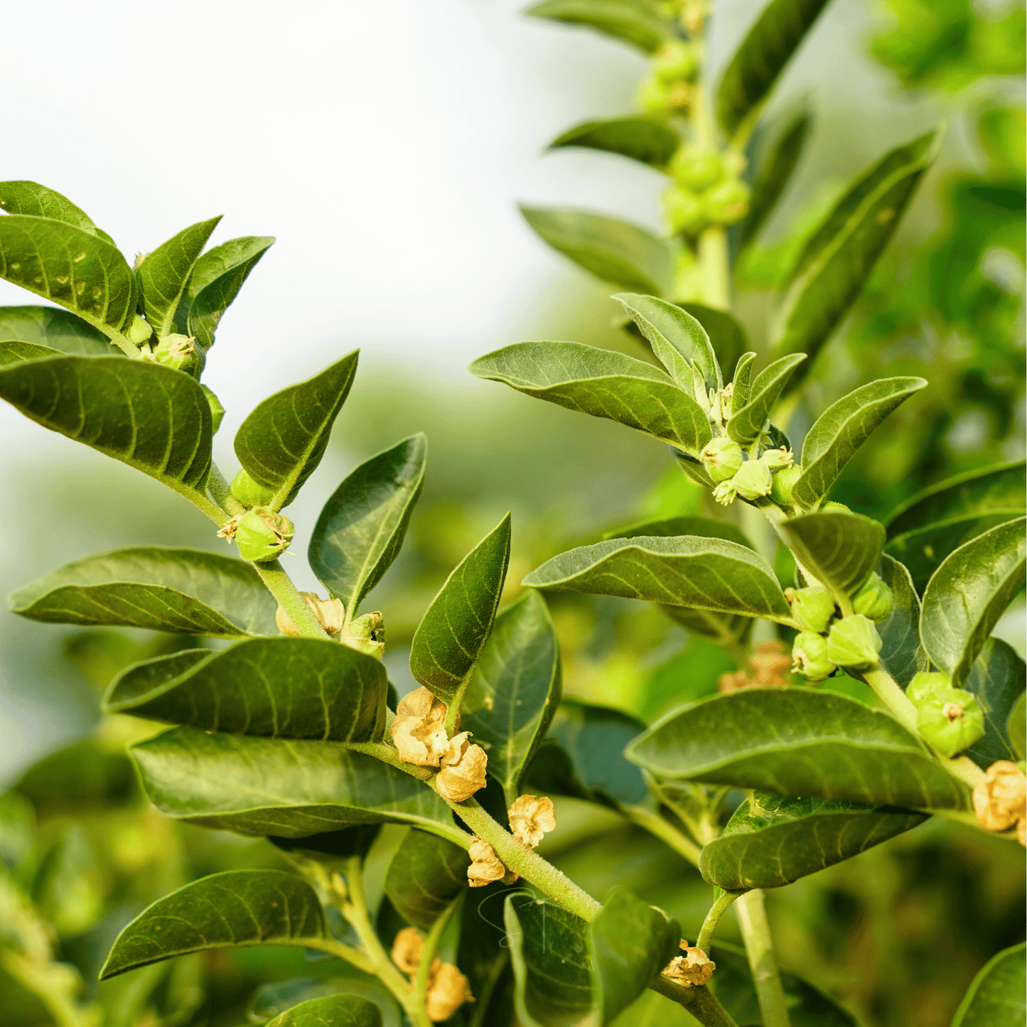 Ashwagandha (Indian Ginseng) ā 30 Seeds
