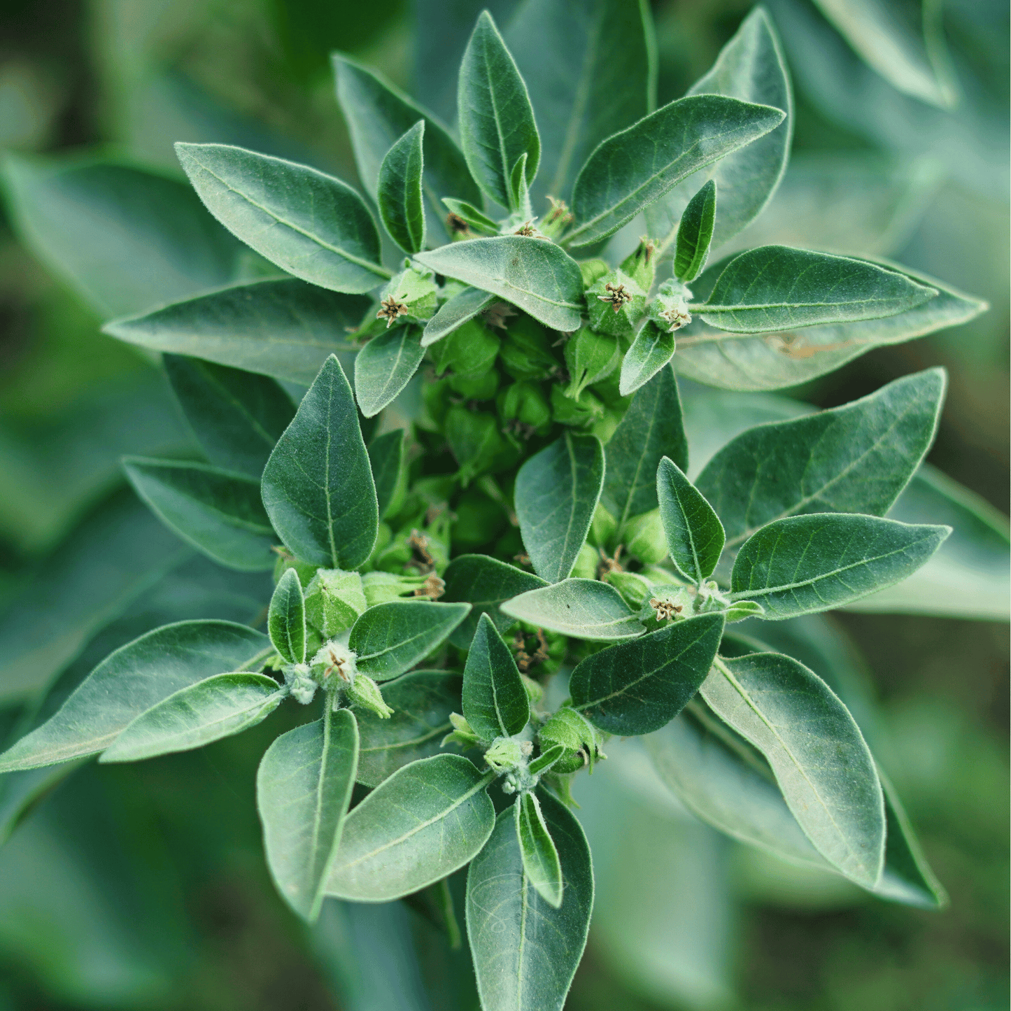 Ashwagandha (Indian Ginseng) ā 30 Seeds