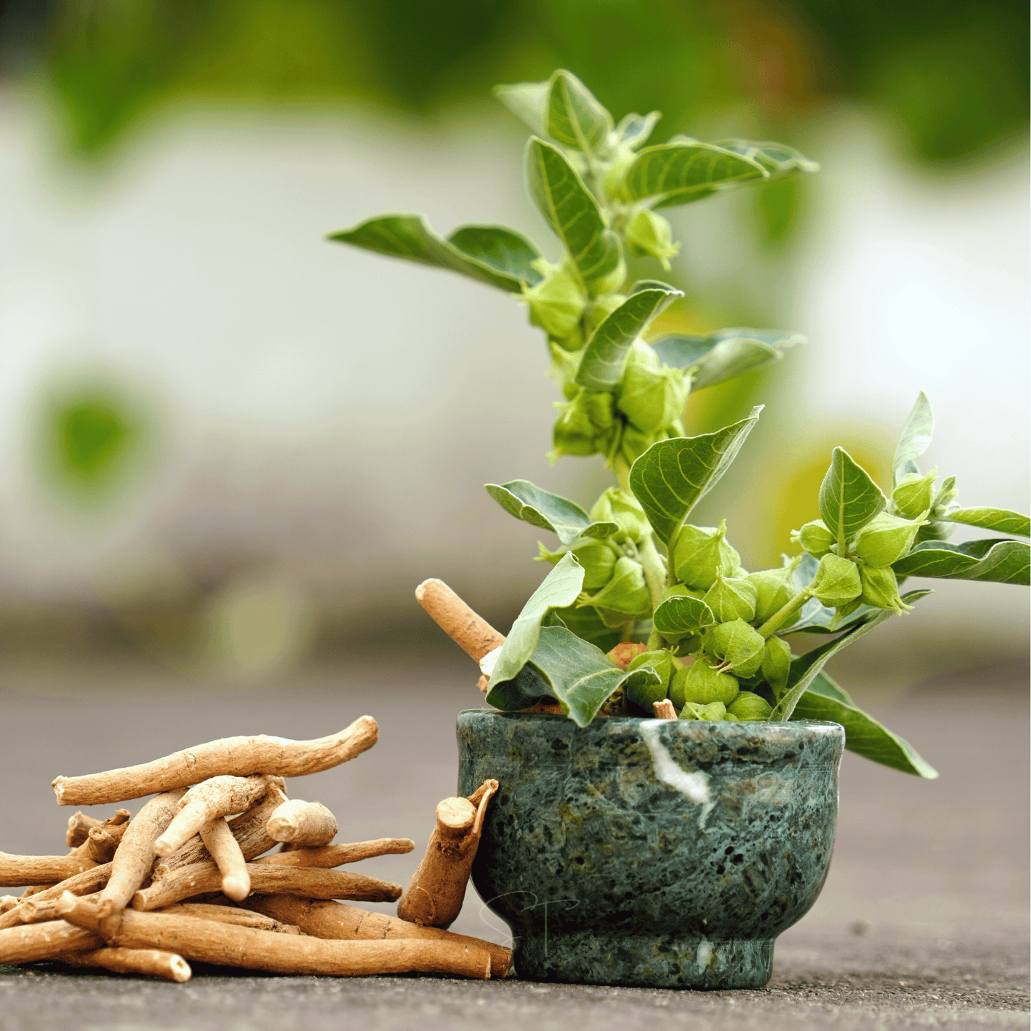Ashwagandha (Indian Ginseng) ā 30 Seeds