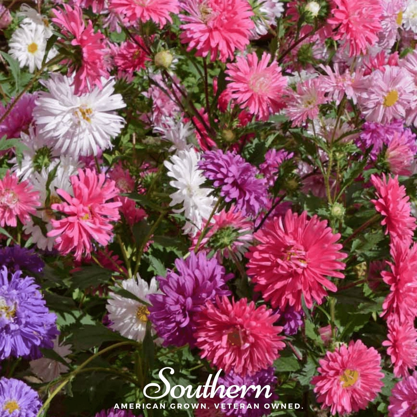 Crego Giant Aster Mix ā 50 Seeds