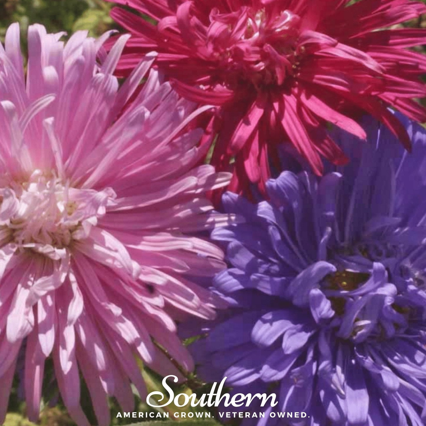 Crego Giant Aster Mix ā 50 Seeds
