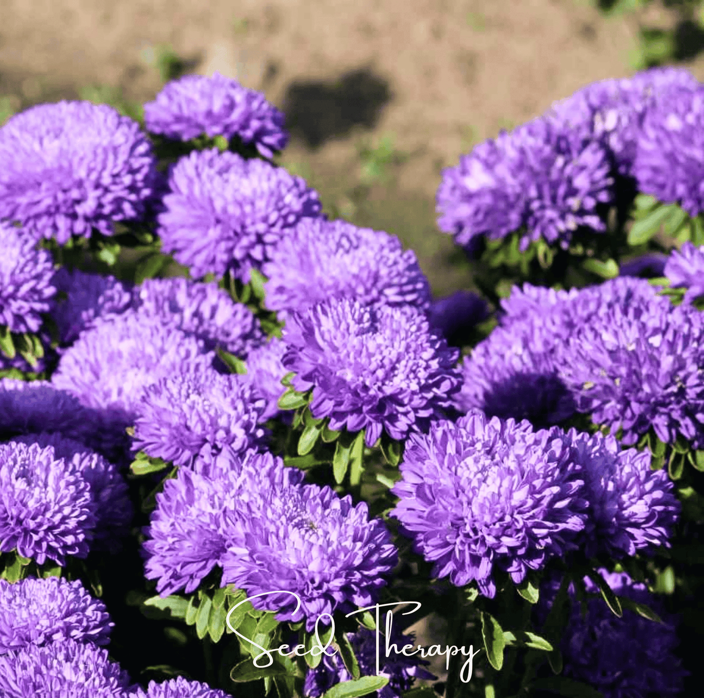 Lavender Gremlin Aster ā 50 Seeds