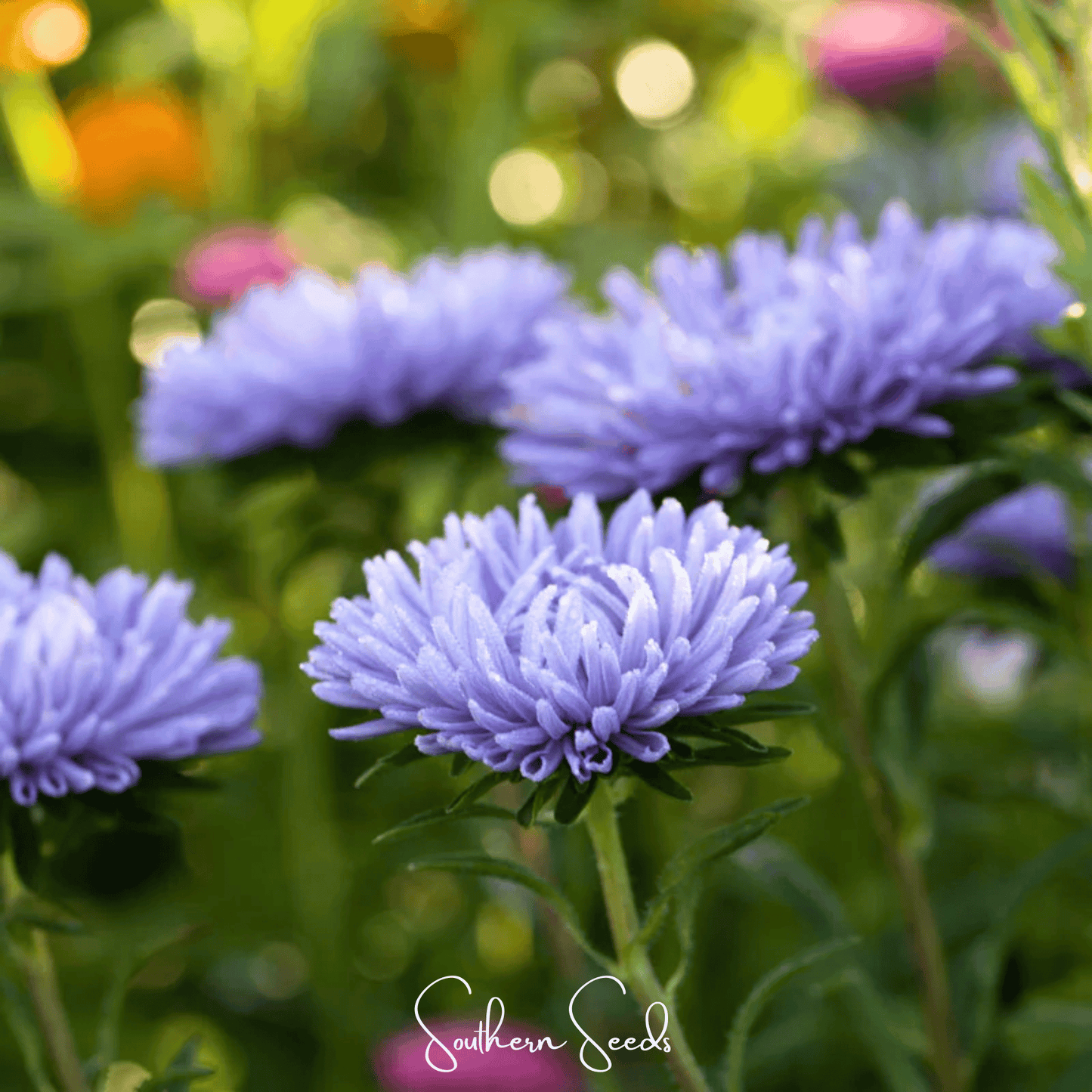 Lavender Gremlin Aster ā 50 Seeds