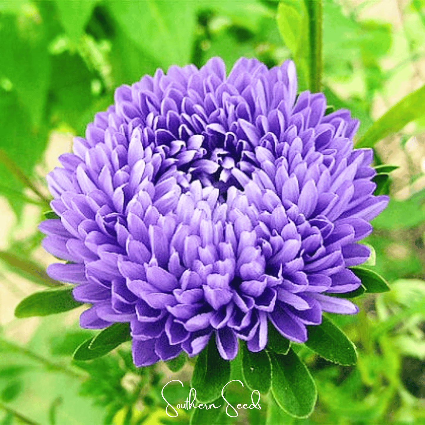 Lavender Gremlin Aster ā 50 Seeds