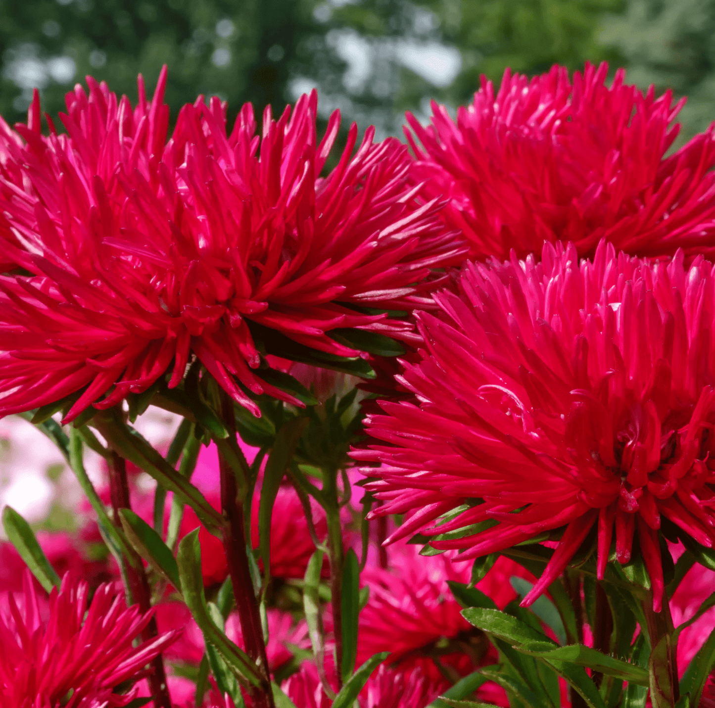 Red Gremlin Aster ā 50 Seeds