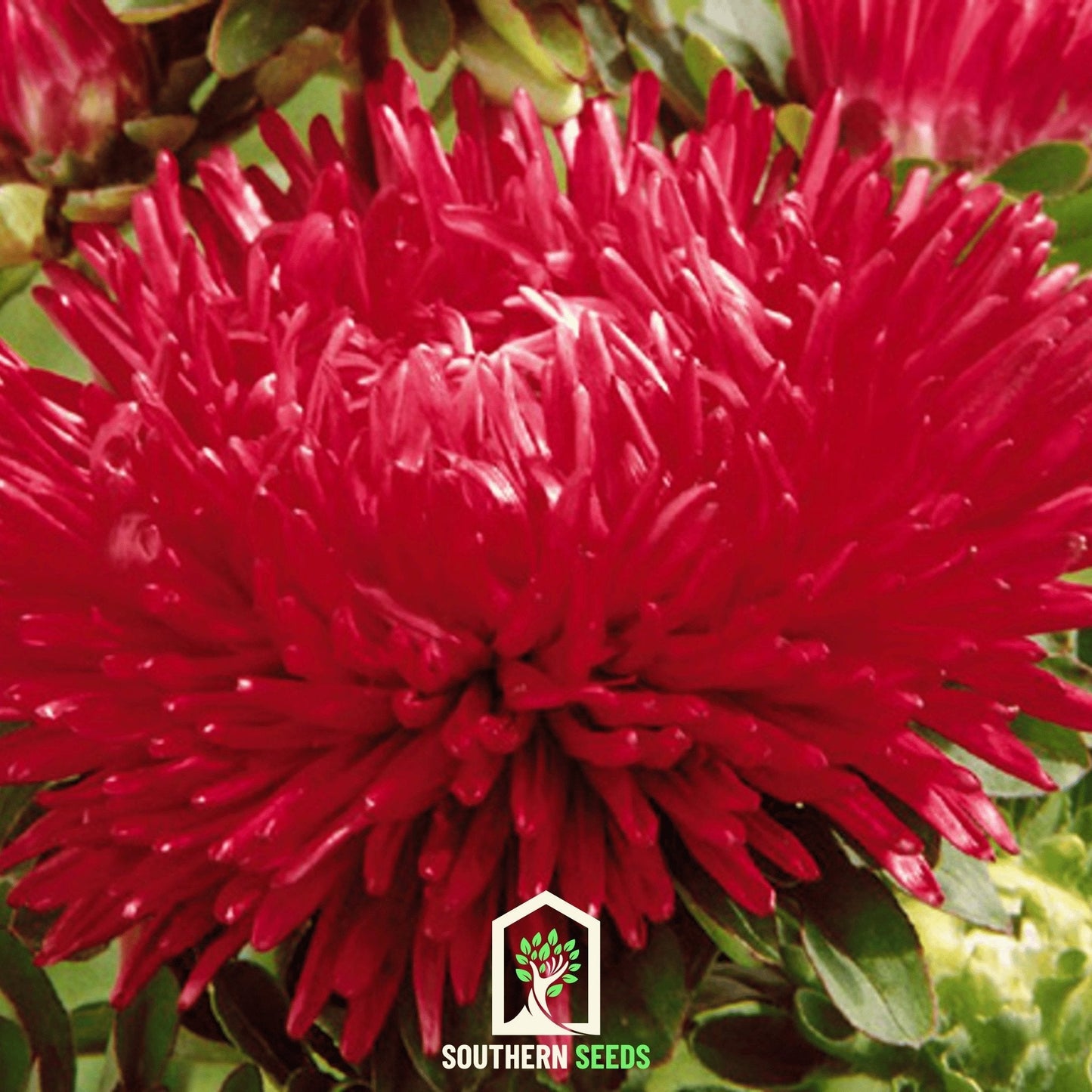 Red Gremlin Aster ā 50 Seeds