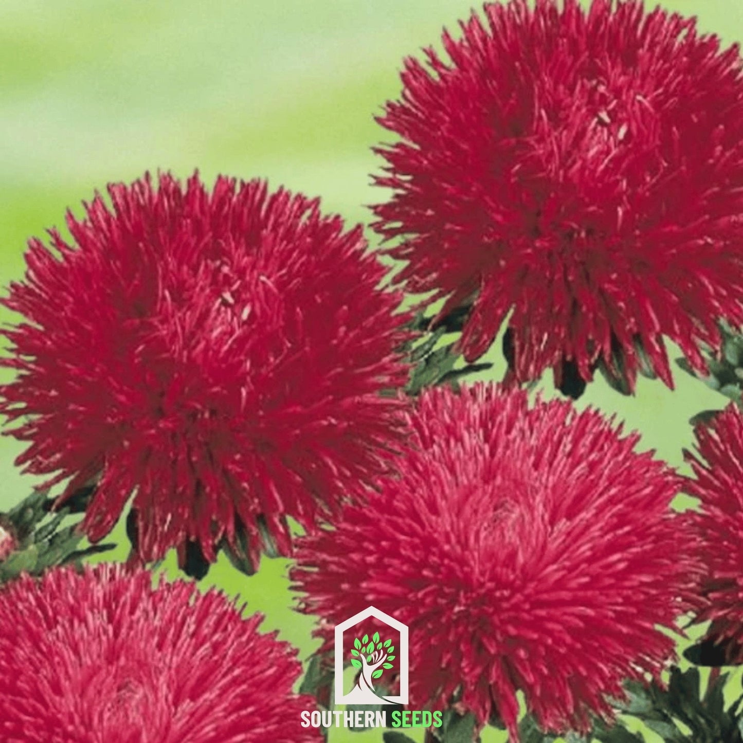 Red Gremlin Aster ā 50 Seeds