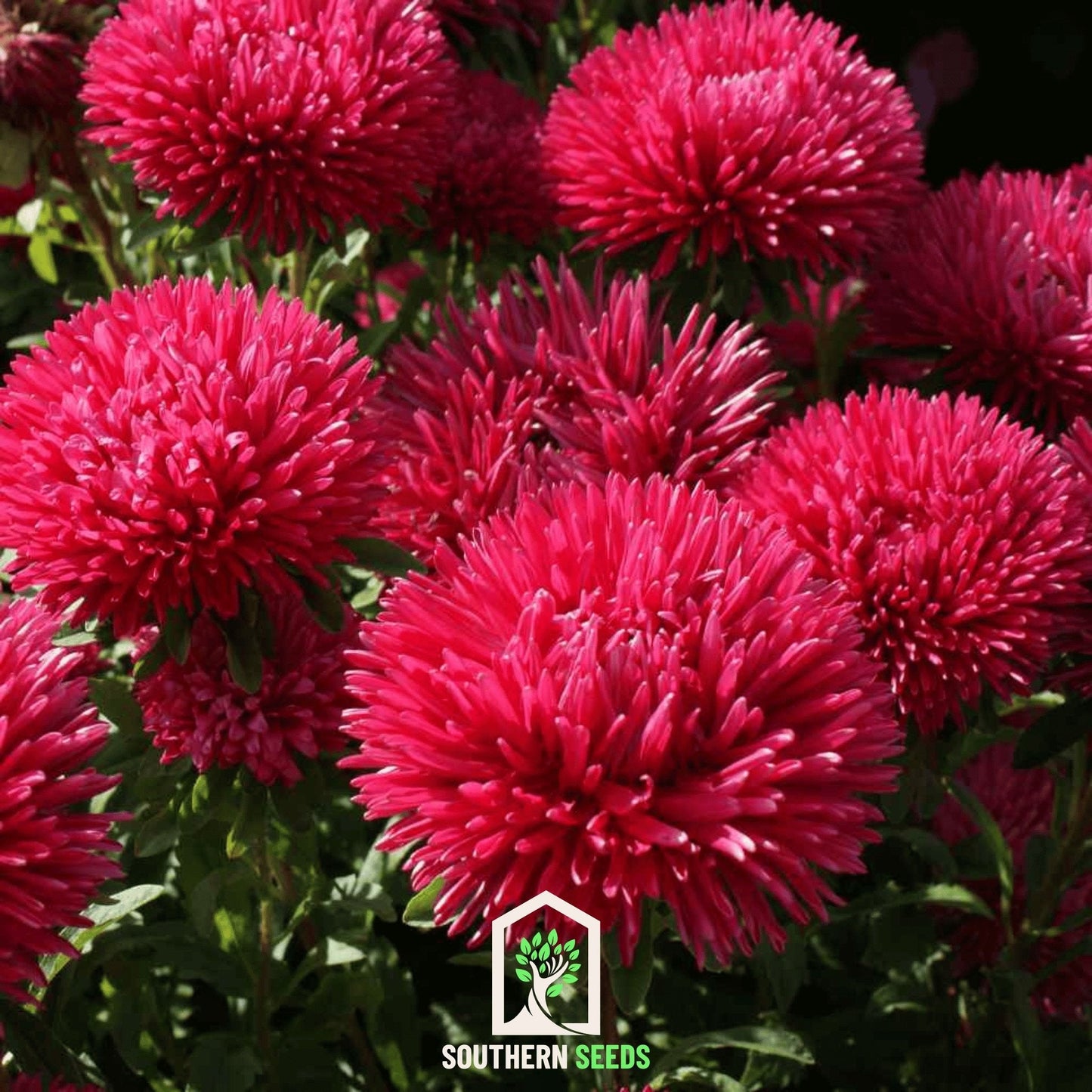 Red Gremlin Aster ā 50 Seeds