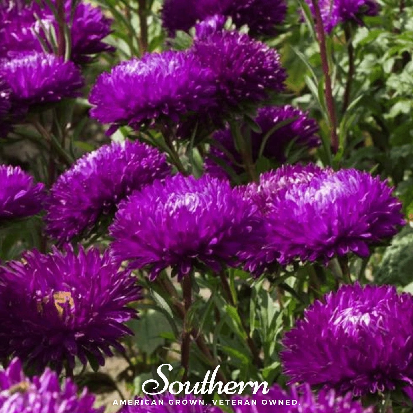 Violet Gremlin Aster ā 50 Seeds