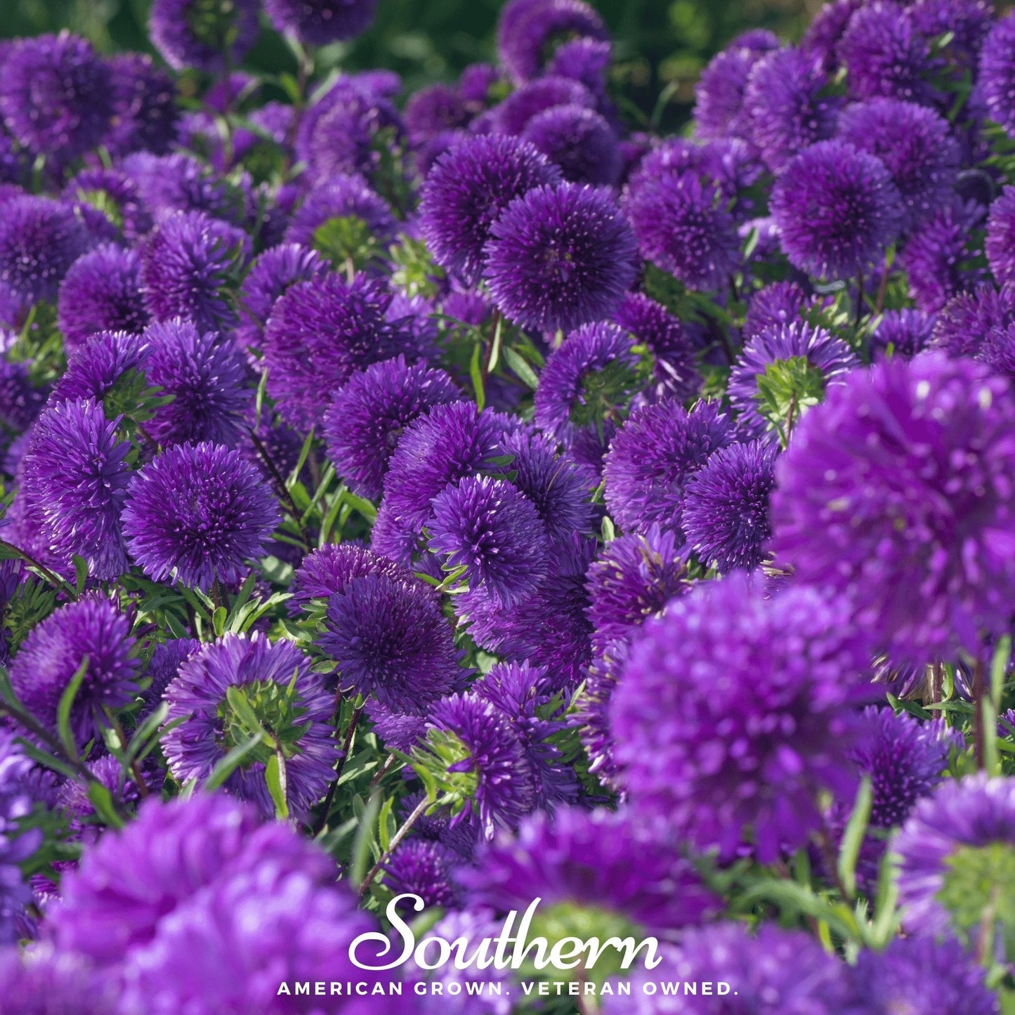 Violet Gremlin Aster ā 50 Seeds