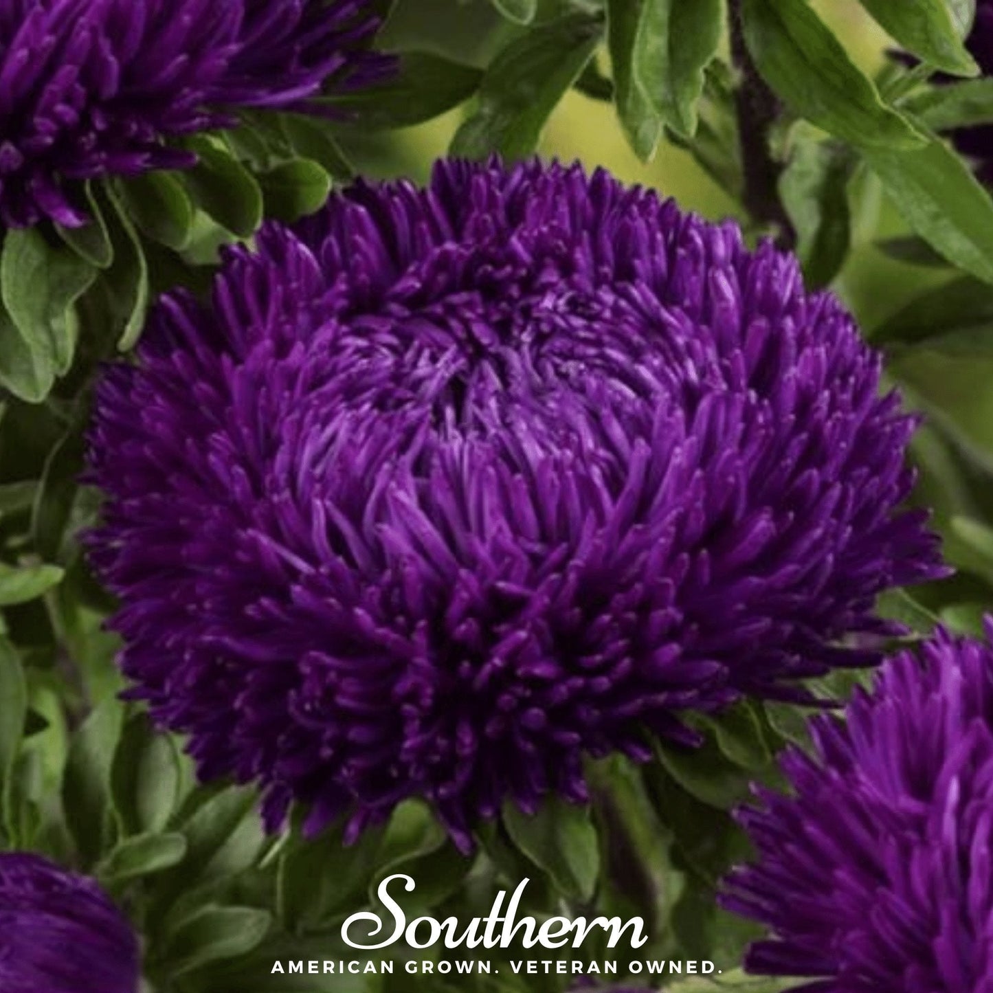 Violet Gremlin Aster ā 50 Seeds