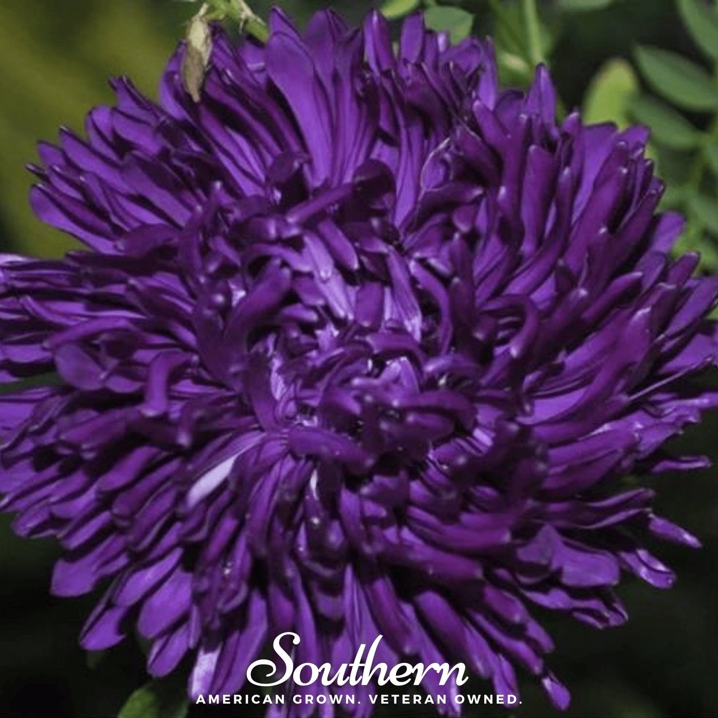 Violet Gremlin Aster ā 50 Seeds