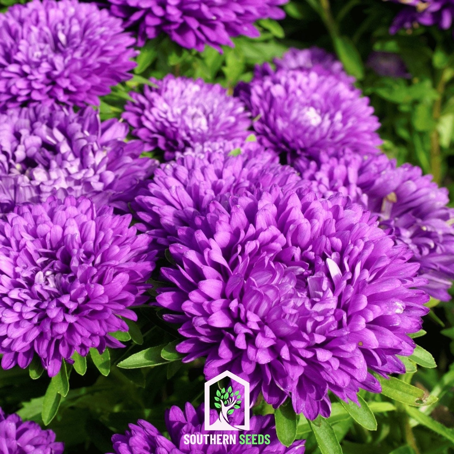 Milady Blue Aster ā 50 Seeds