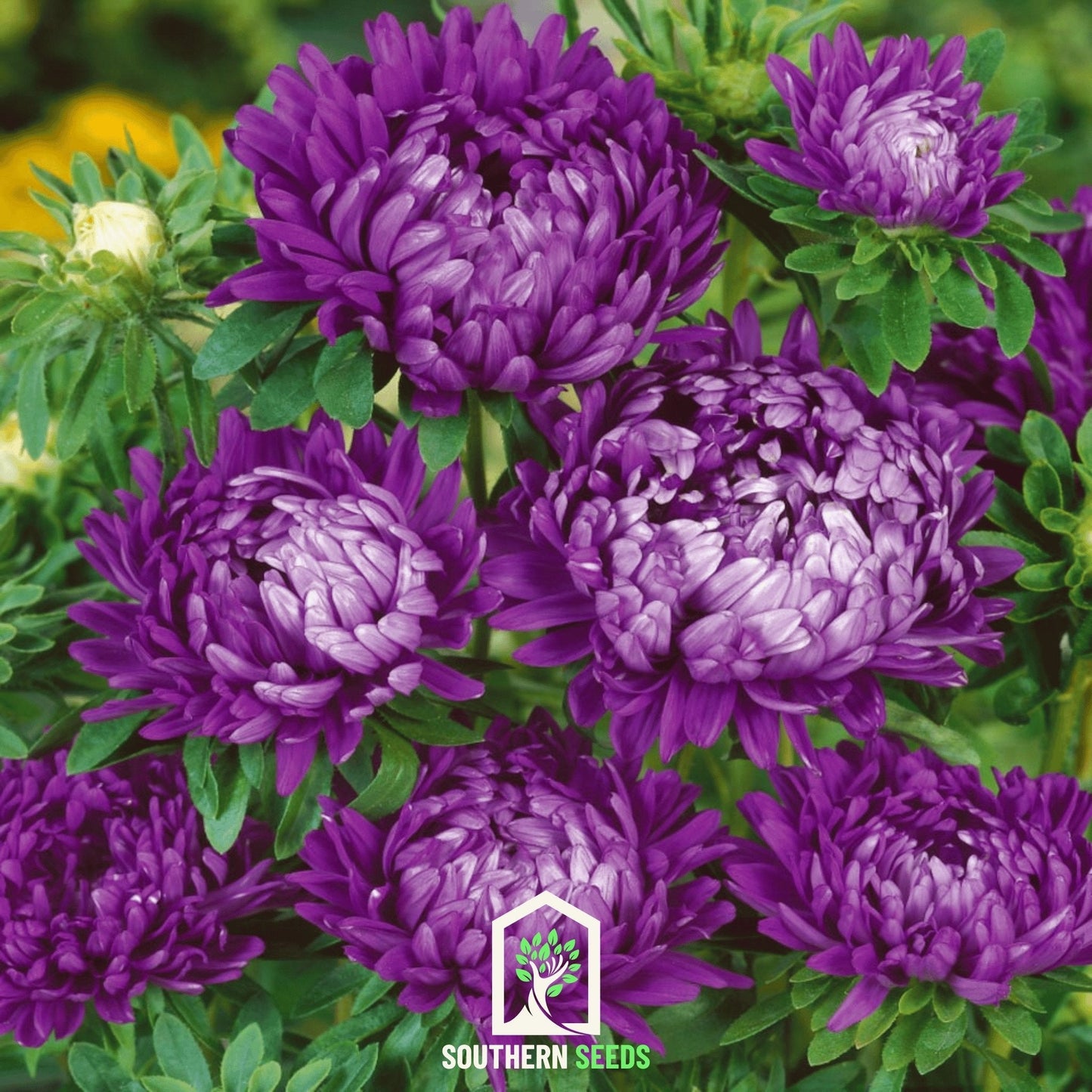 Milady Blue Aster ā 50 Seeds