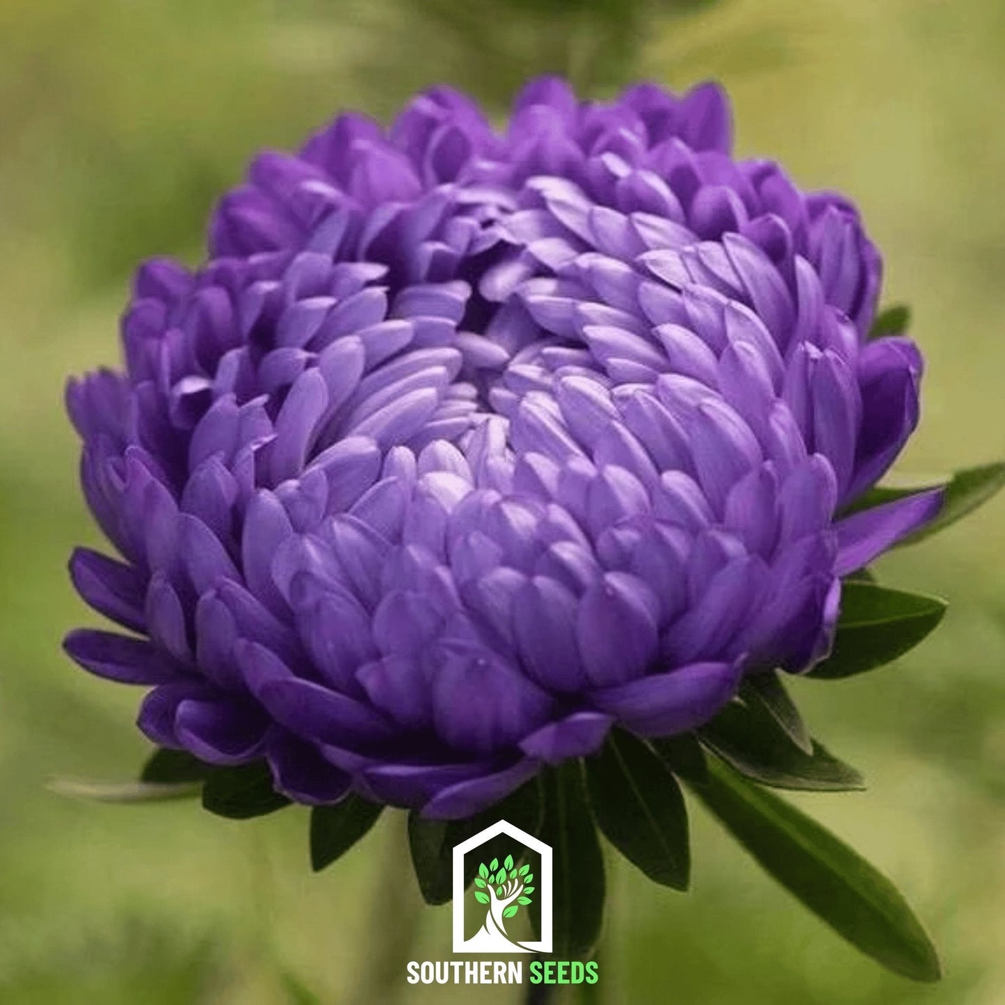 Milady Blue Aster ā 50 Seeds