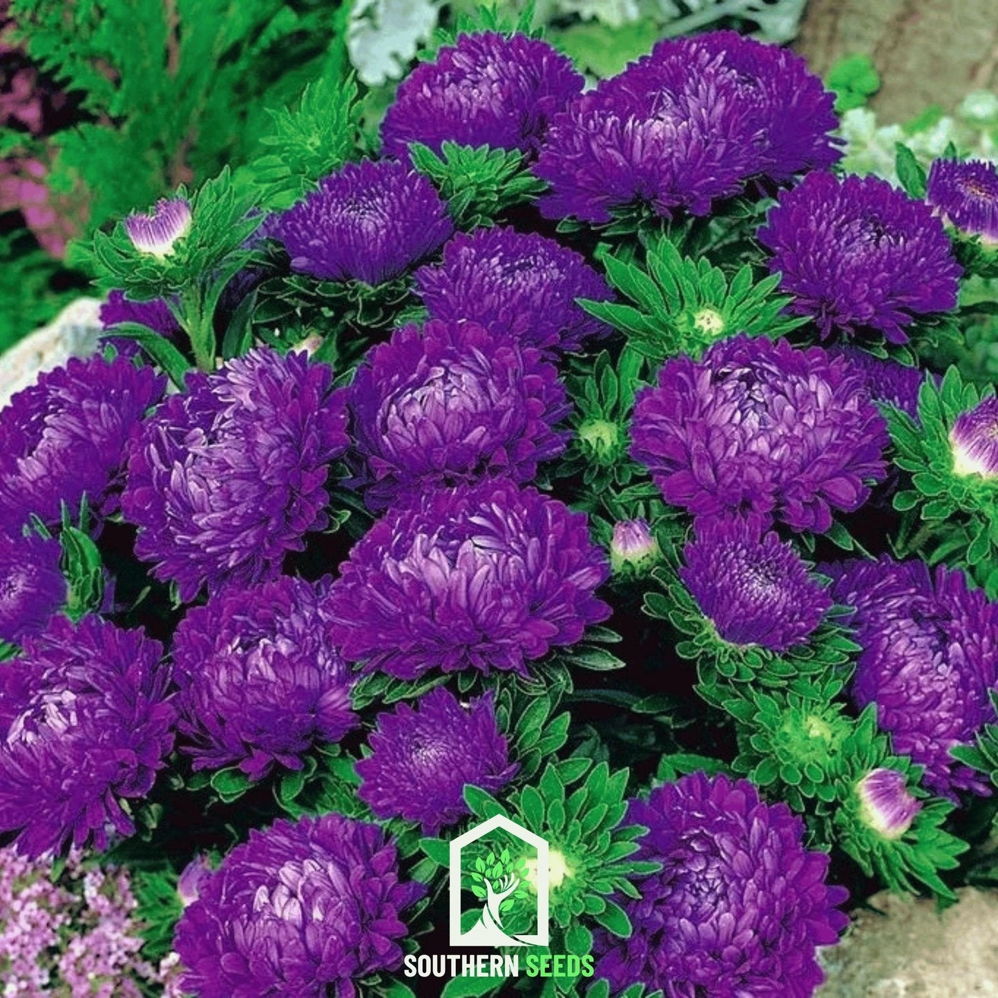 Milady Blue Aster ā 50 Seeds