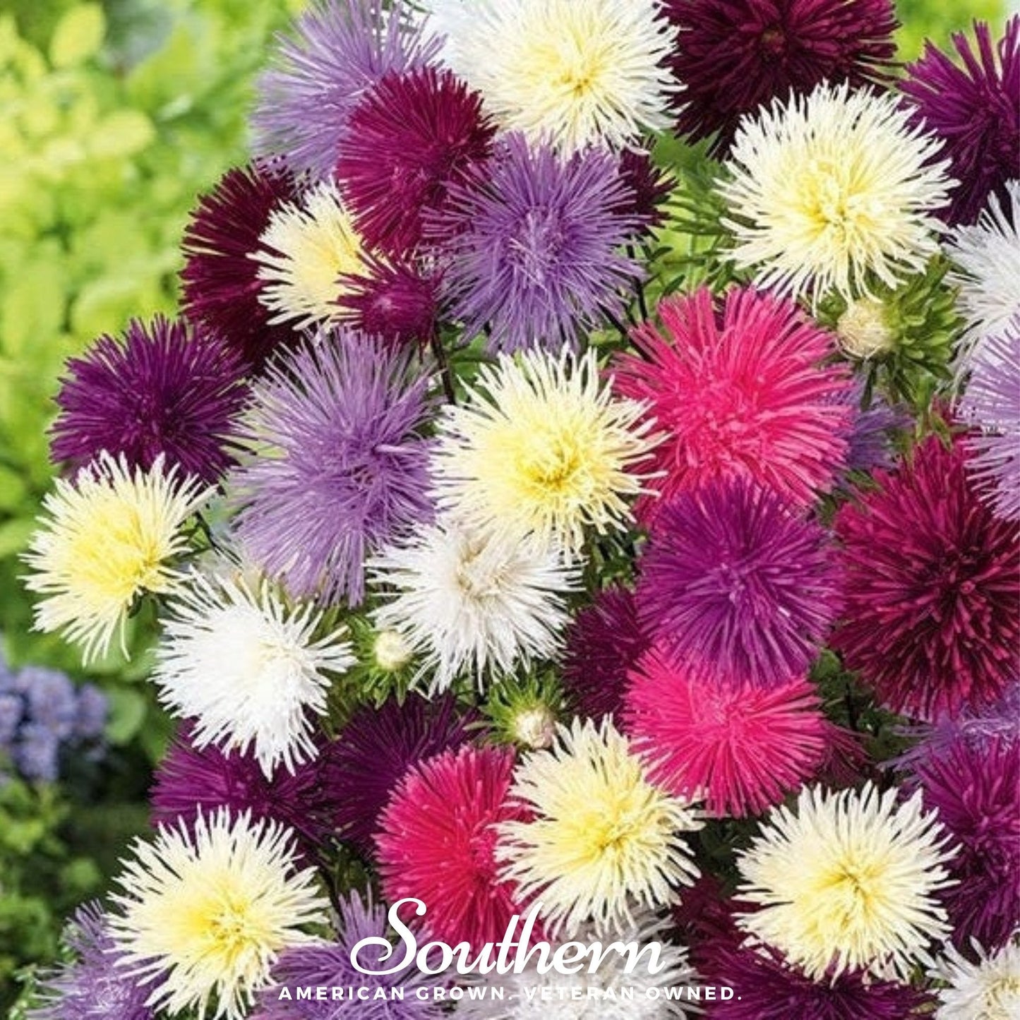 Needle Mix Aster ā 50 Seeds