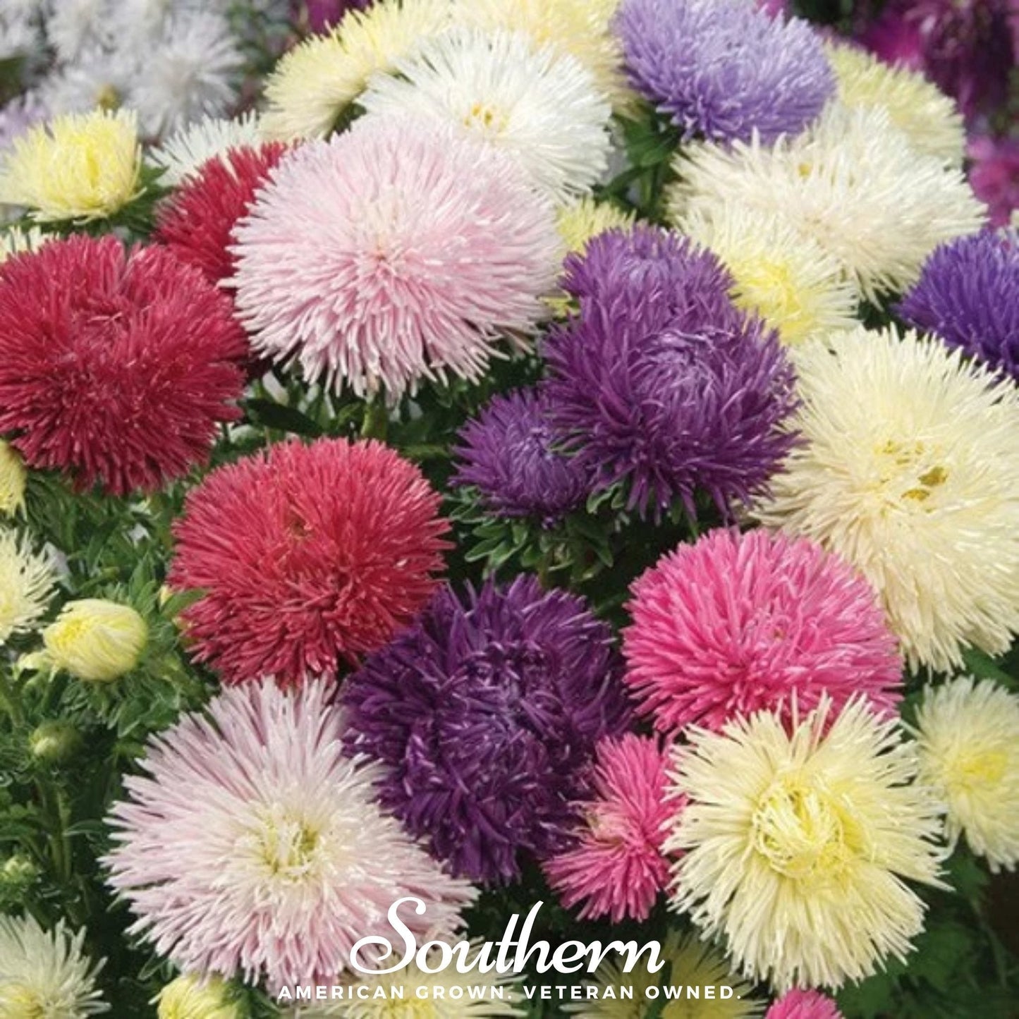 Needle Mix Aster ā 50 Seeds