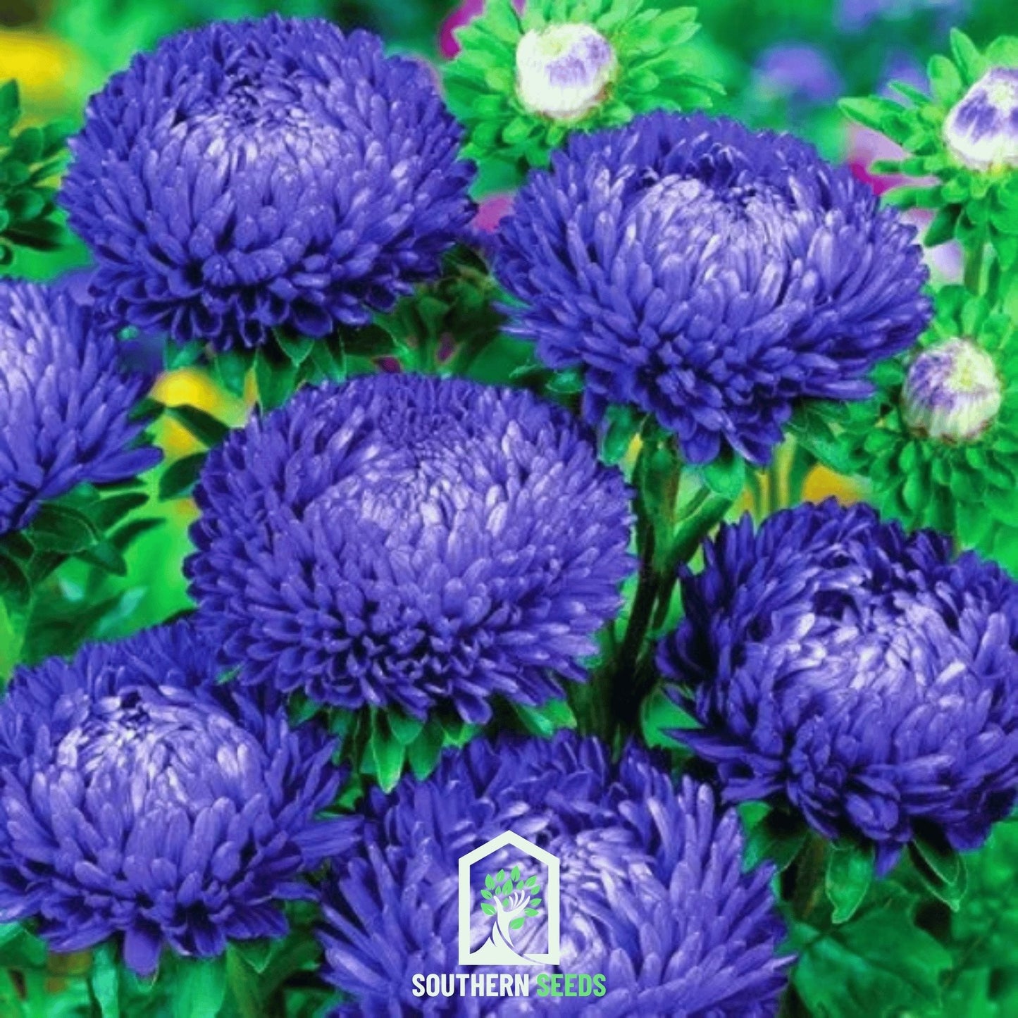 Dark Blue Paeony Duchess Aster ā 50 Seeds