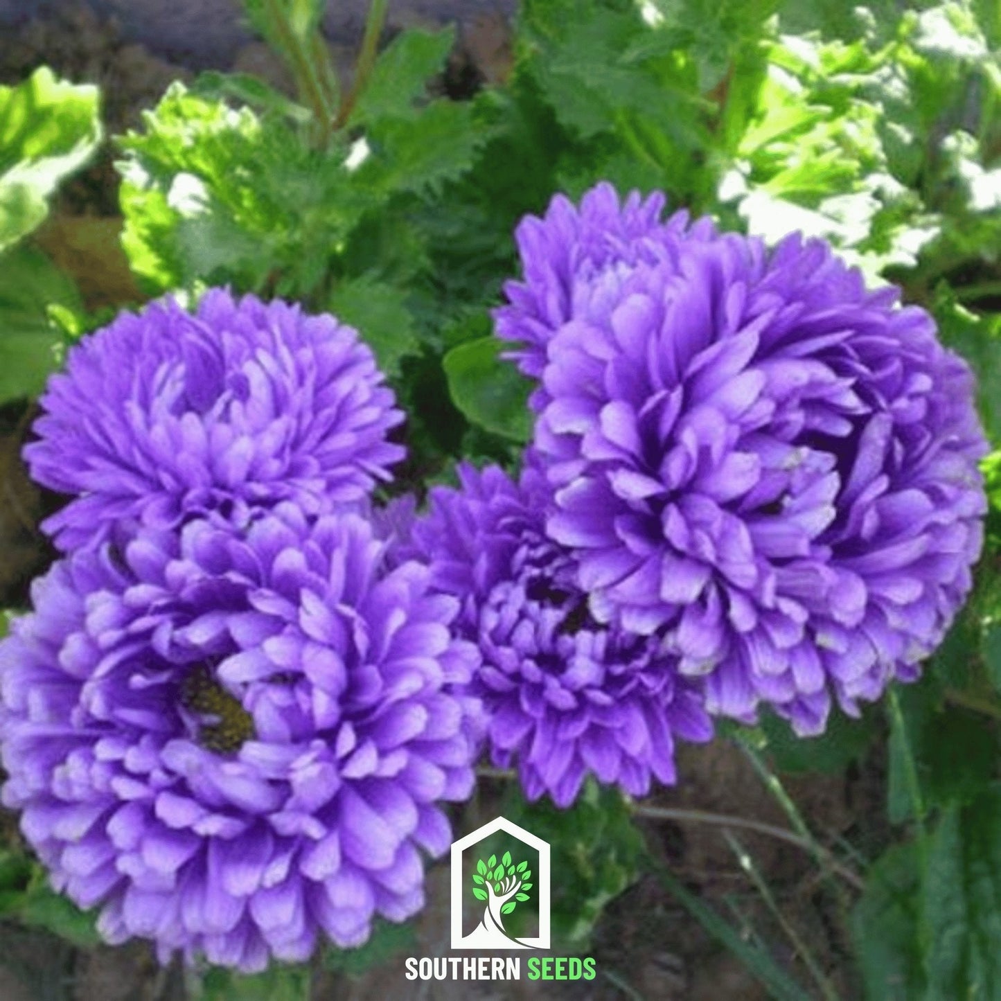 Dark Blue Paeony Duchess Aster ā 50 Seeds