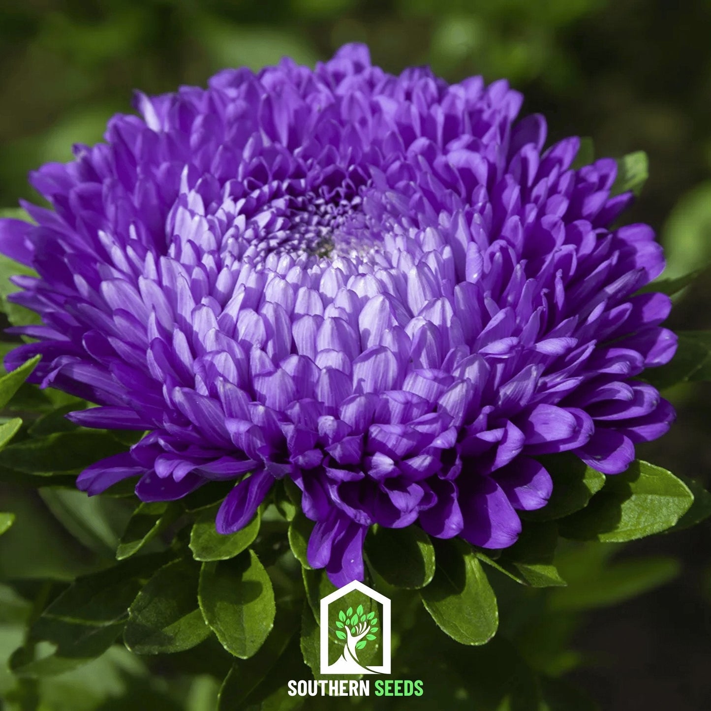 Dark Blue Paeony Duchess Aster ā 50 Seeds