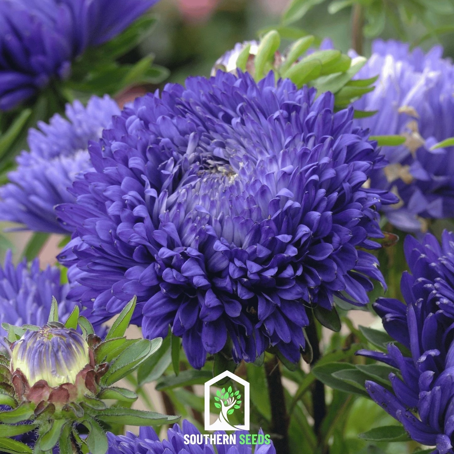 Dark Blue Paeony Duchess Aster ā 50 Seeds