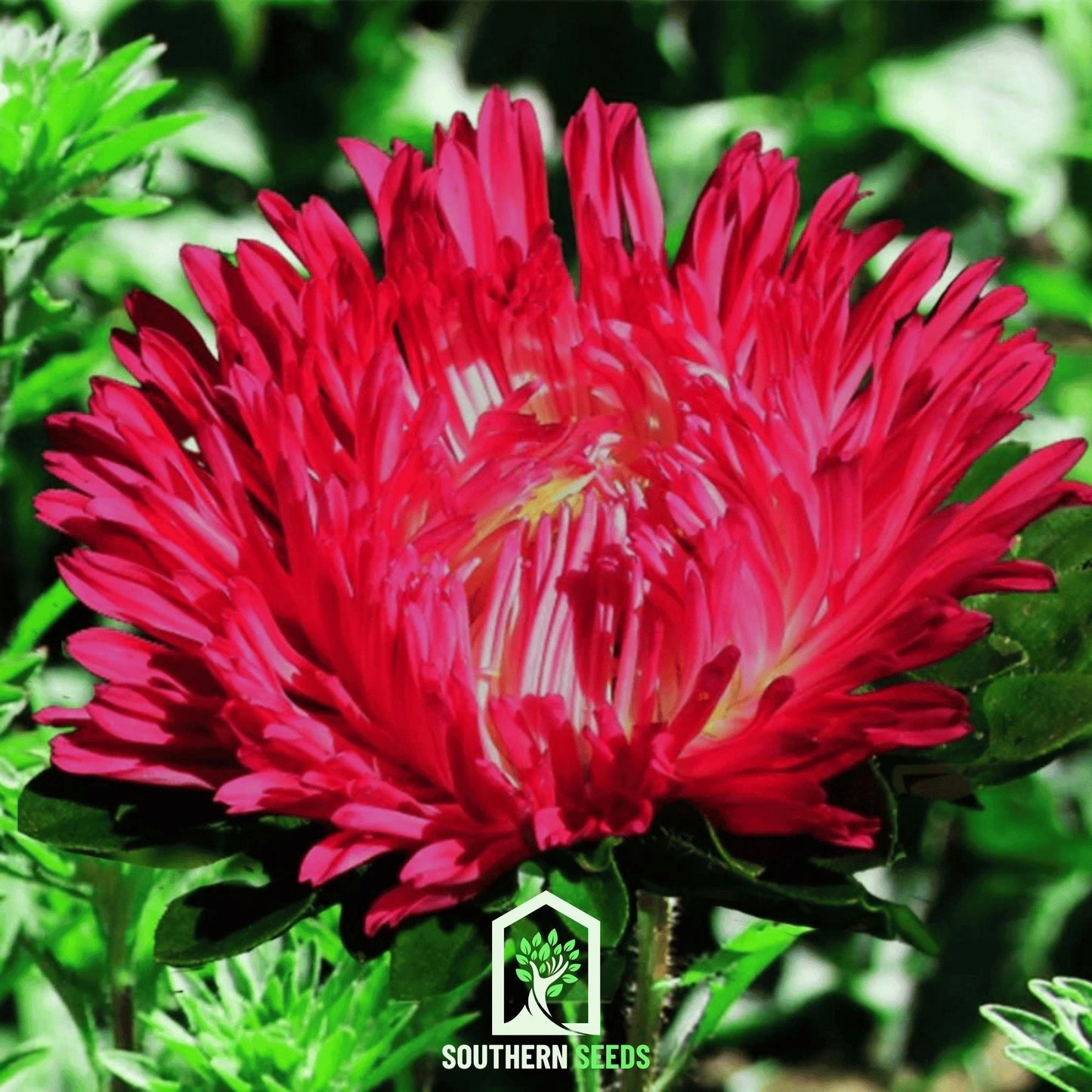 Scarlet Paeony Duchess Aster ā 50 Seeds
