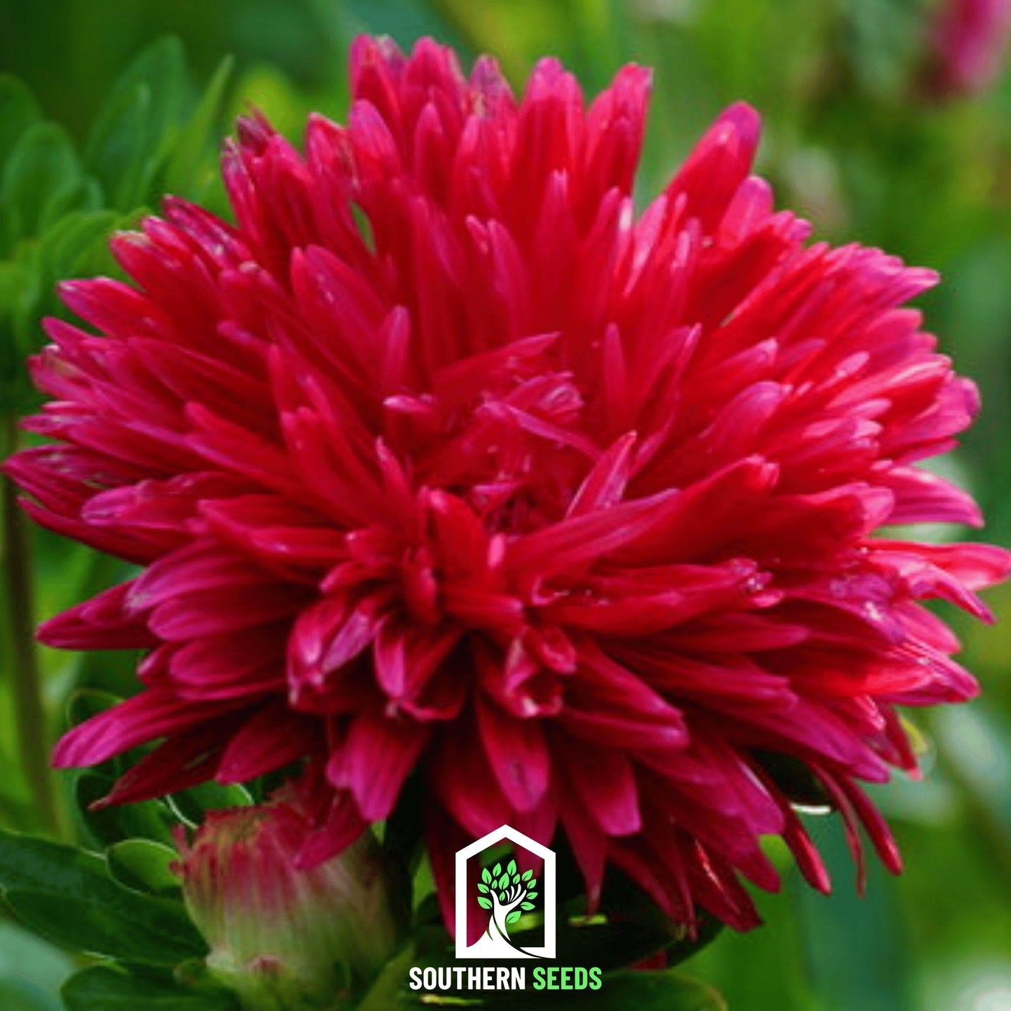 Scarlet Paeony Duchess Aster ā 50 Seeds