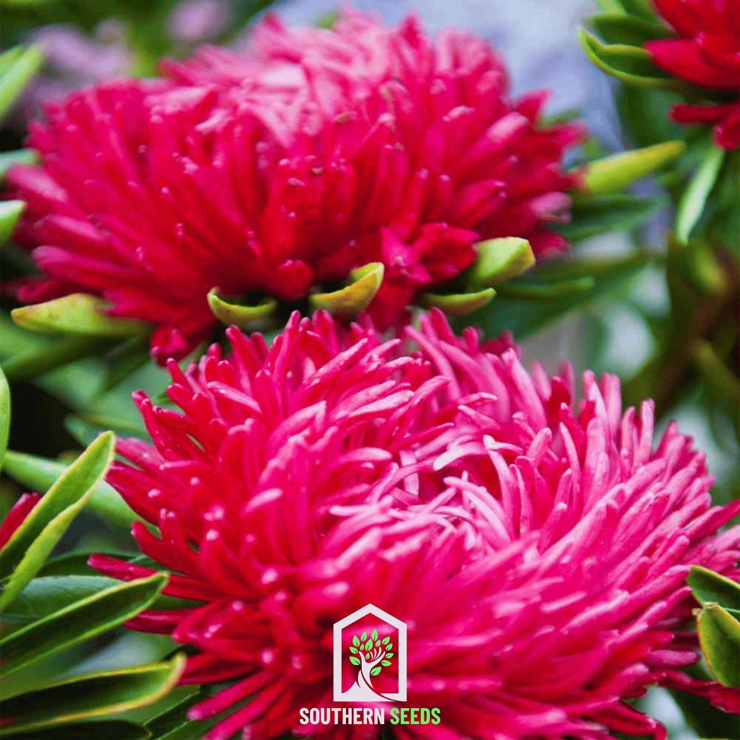 Scarlet Paeony Duchess Aster ā 50 Seeds