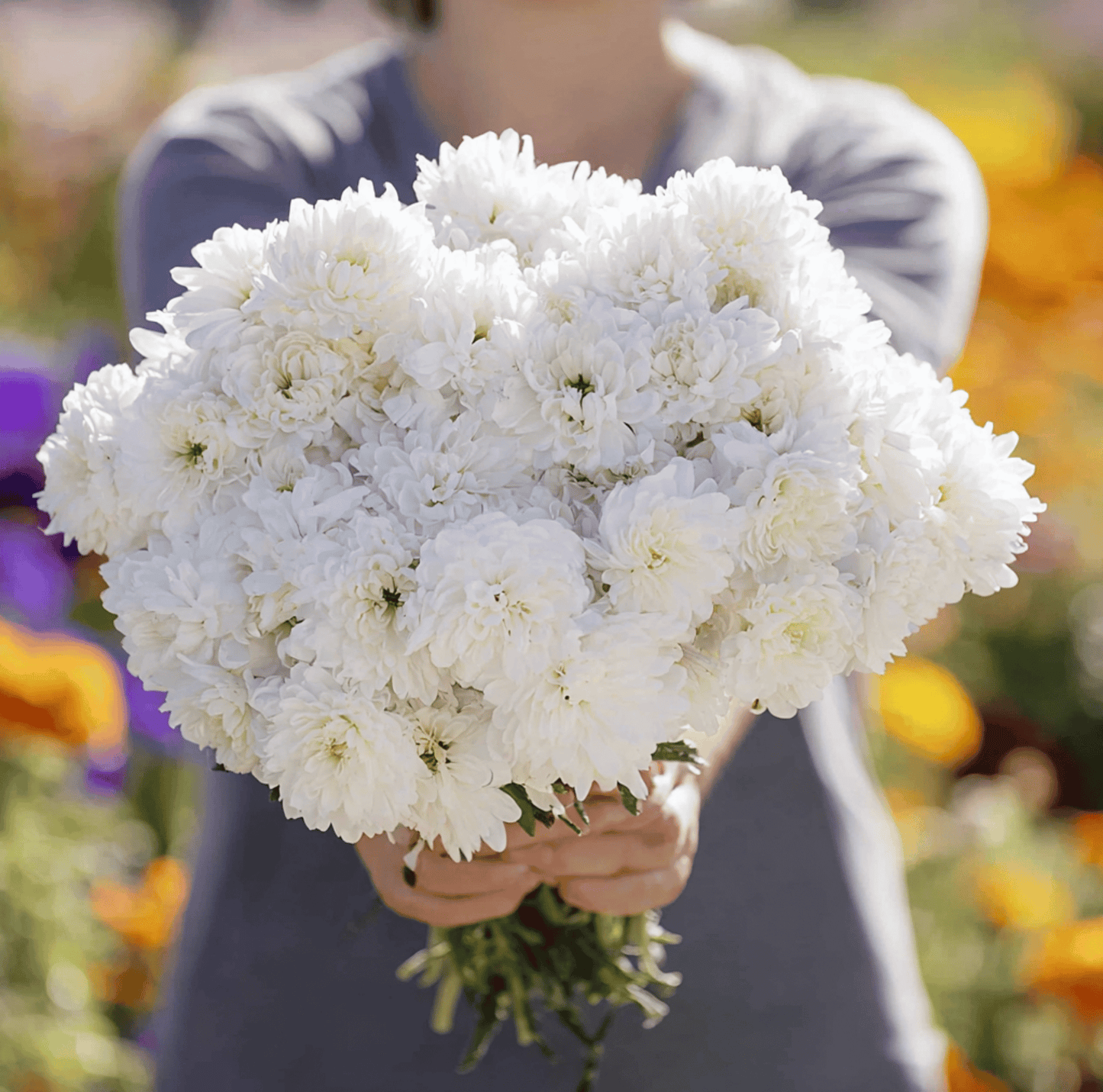 White Paeony Duchess Aster ā 50 Seeds