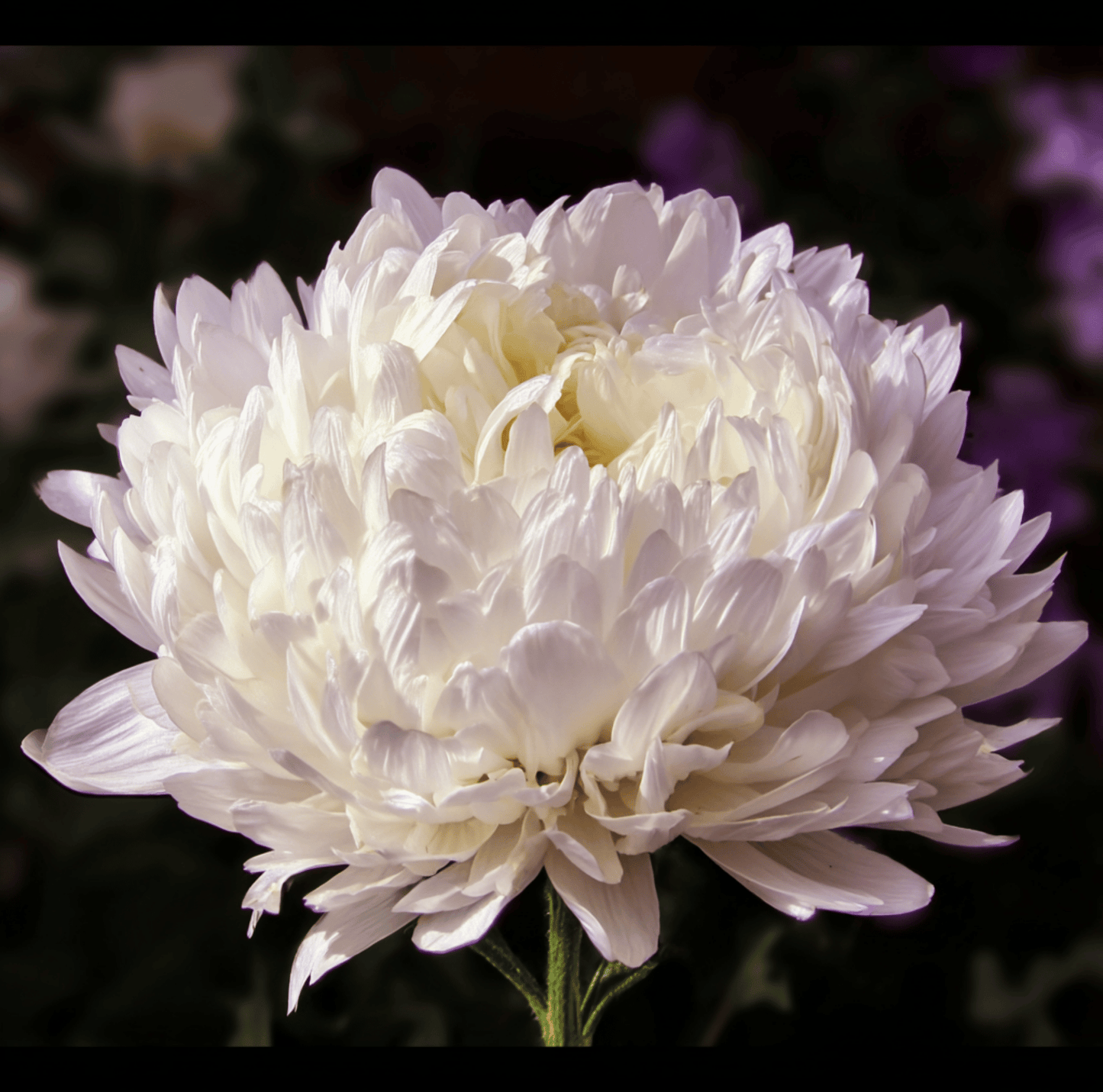 White Paeony Duchess Aster ā 50 Seeds