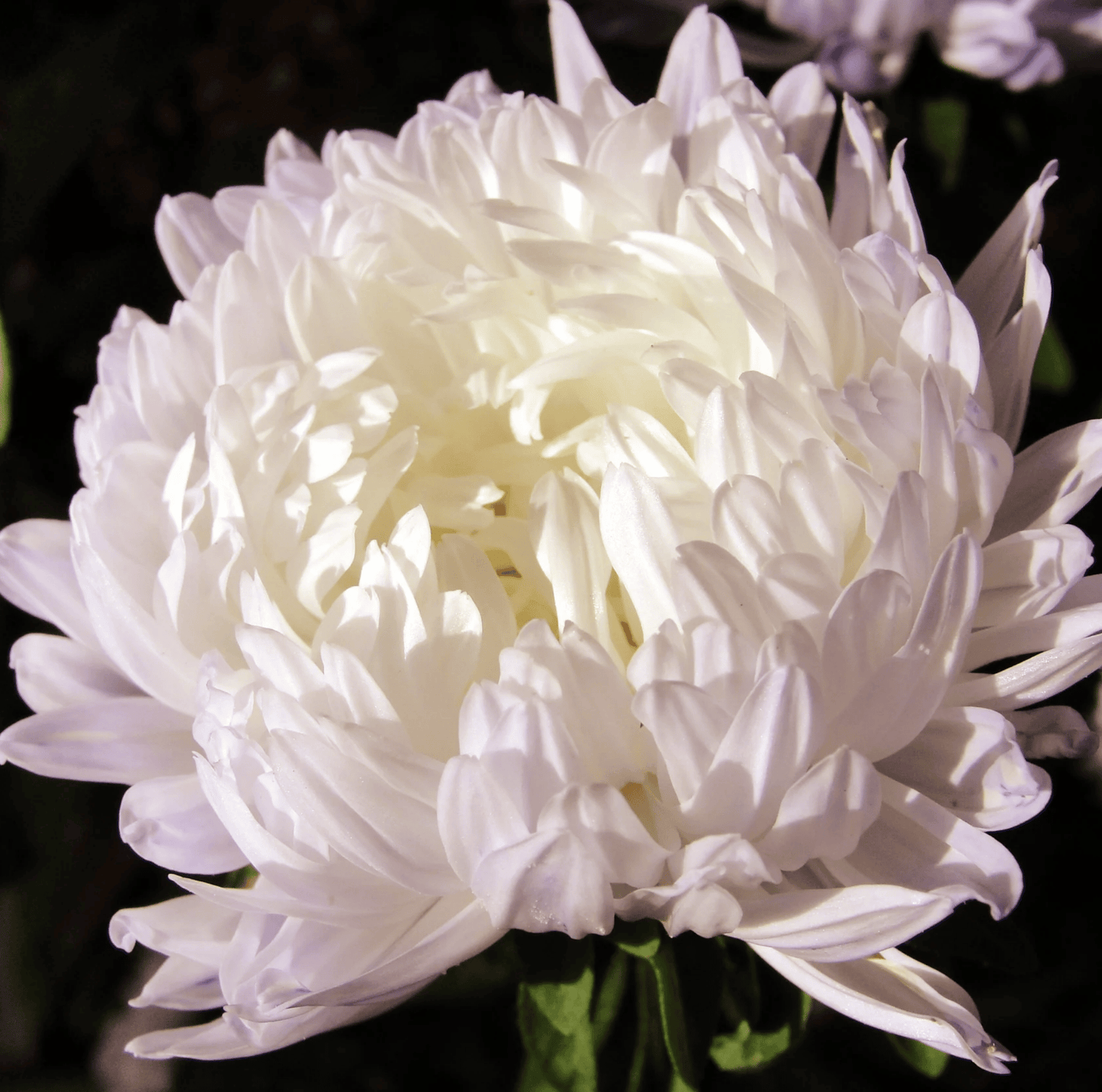 White Paeony Duchess Aster ā 50 Seeds