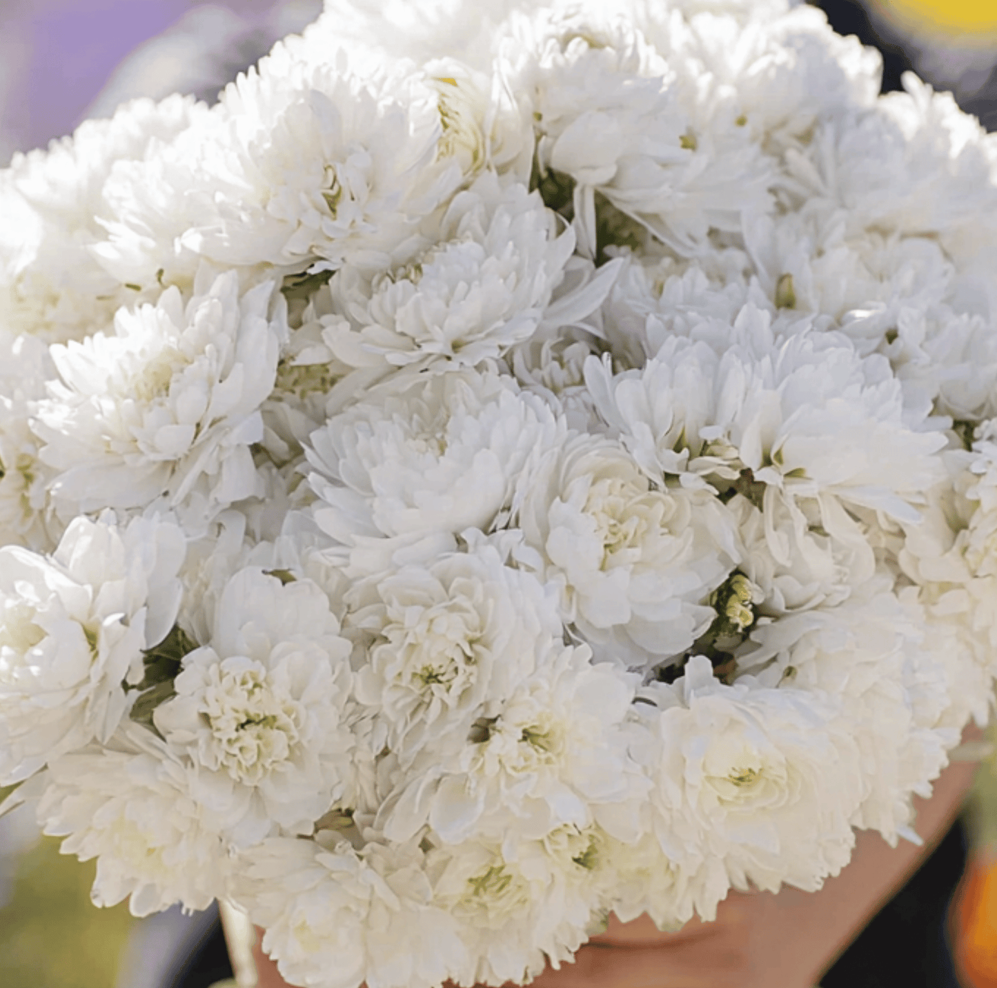 White Paeony Duchess Aster ā 50 Seeds