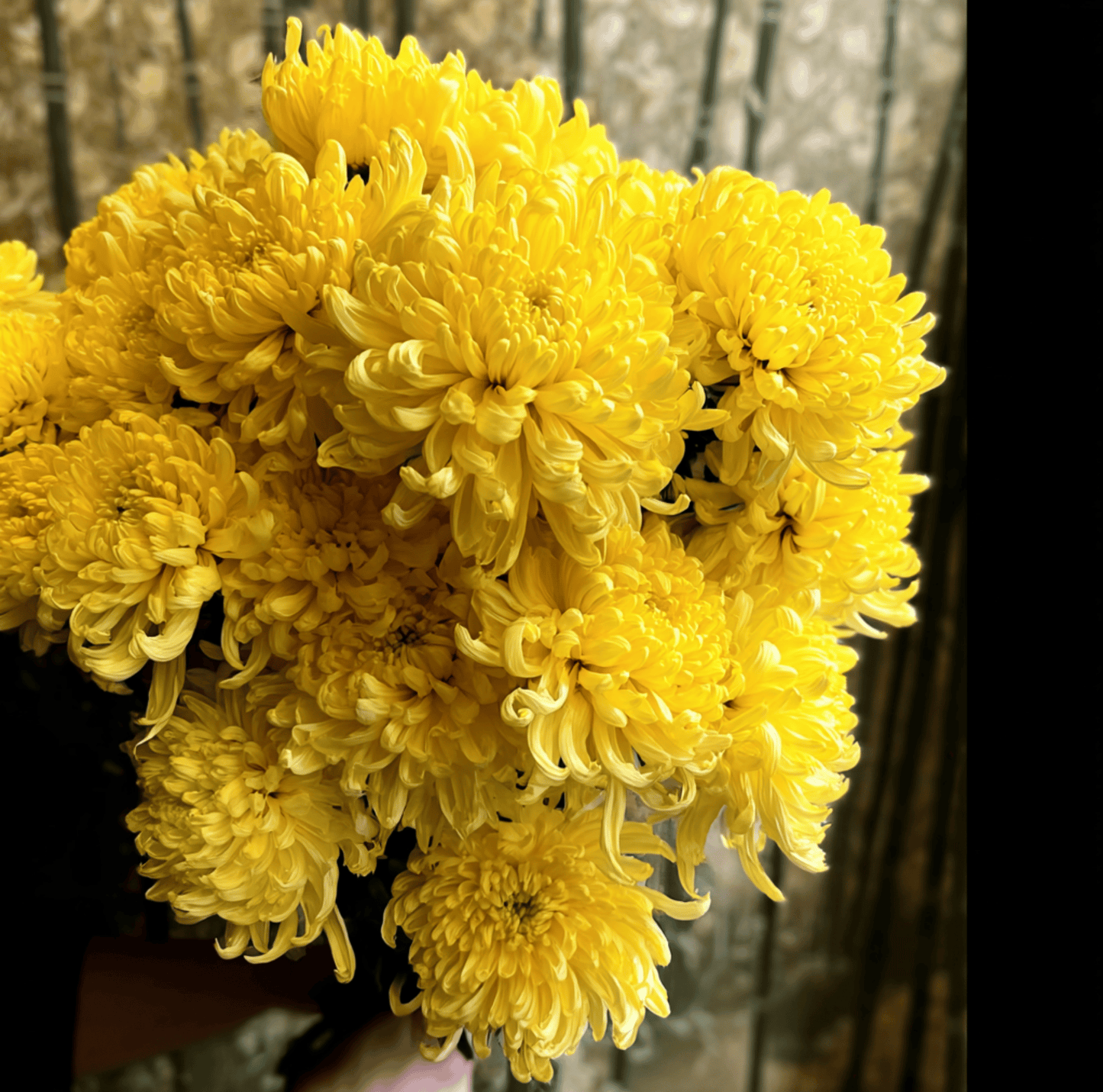 Yellow Paeony Duchess Aster ā 50 Seeds